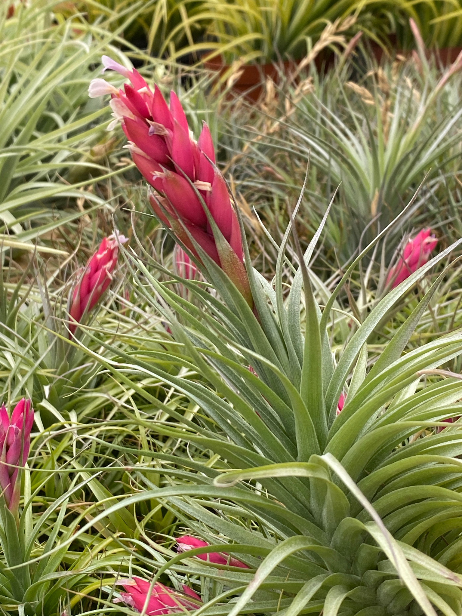 Tillandsia Houston x aeranthos (Dimmitt) - Bird Rock Tropicals