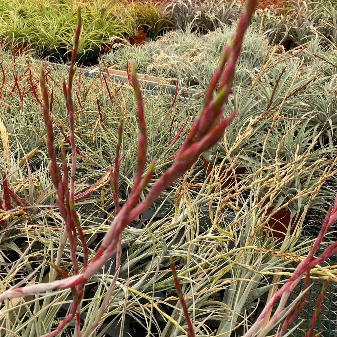 Tillandsia albida x intermedia - Bird Rock Tropicals