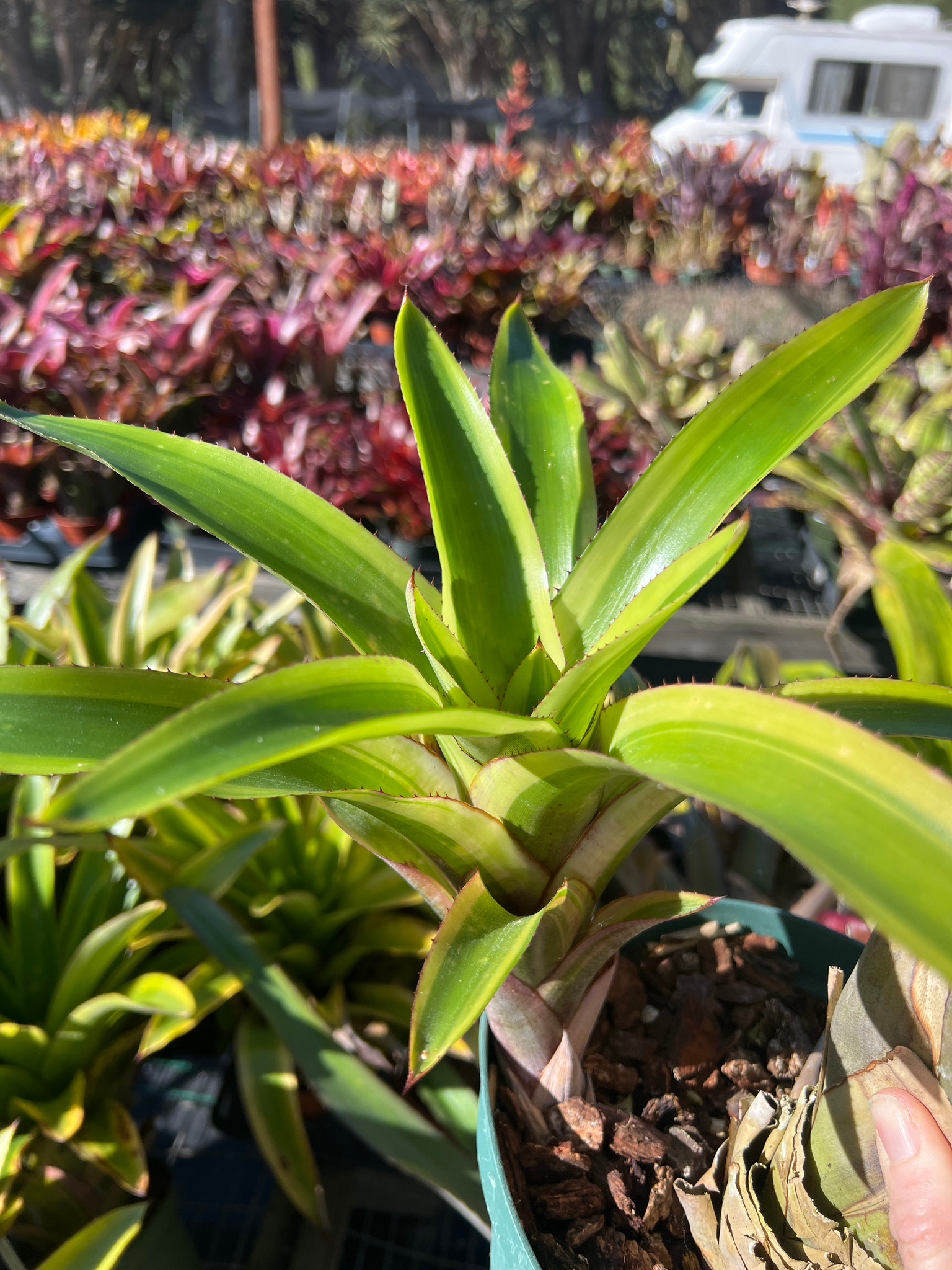 Quesnelia testudo 'Farro' (albo-marginata) - Bird Rock Tropicals
