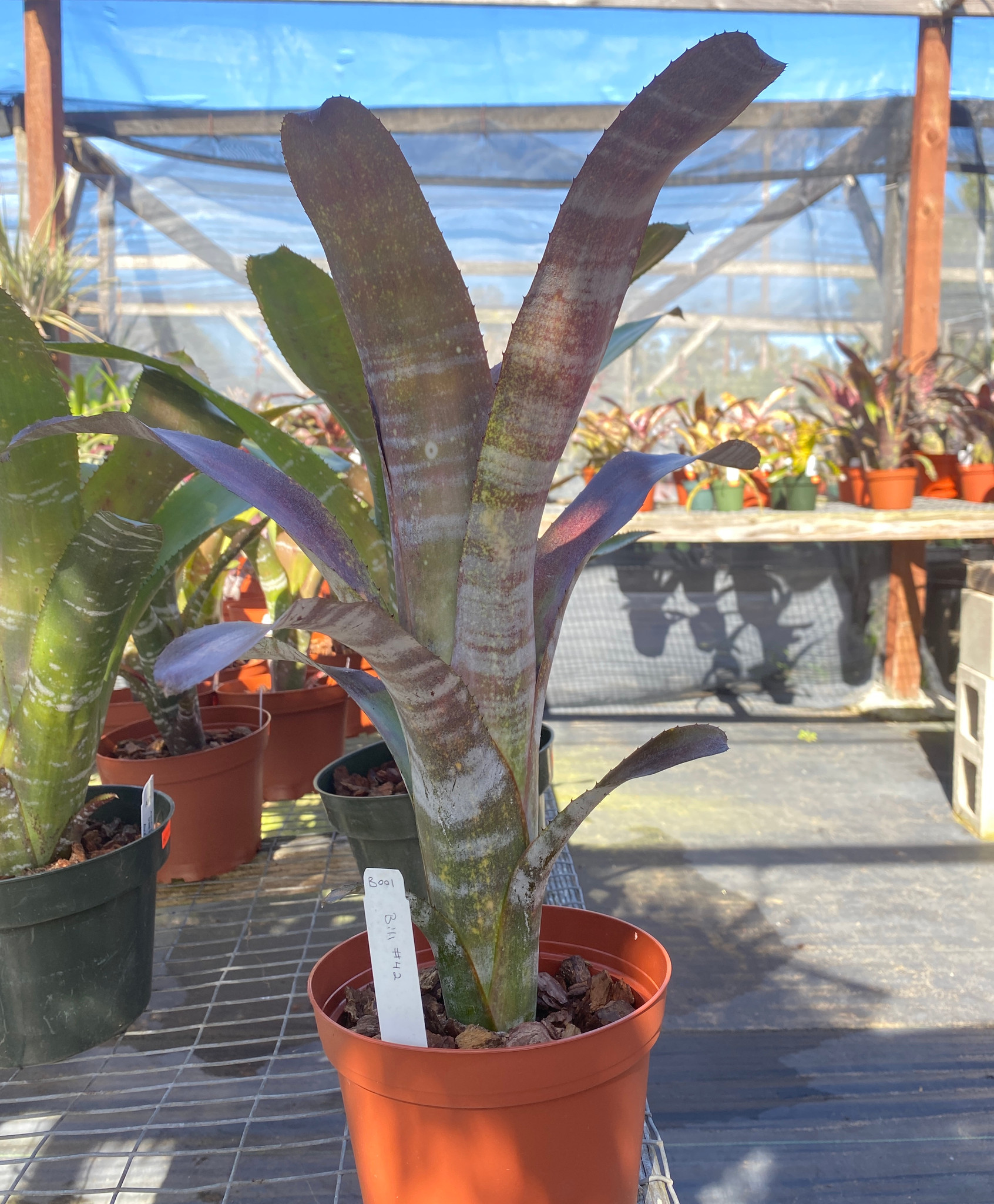 Billbergia hybrid - Bird Rock Tropicals