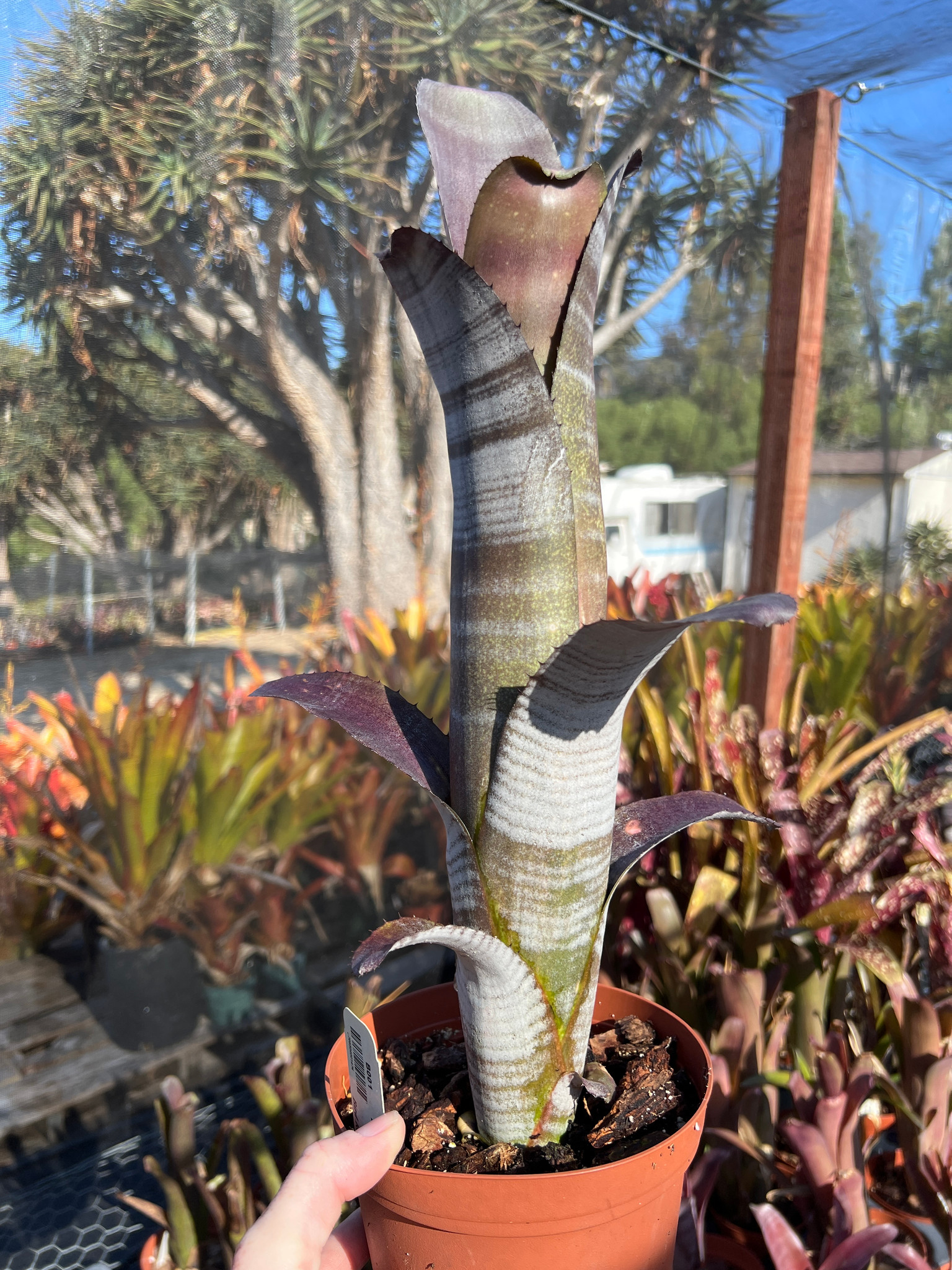 ブロメリア・エアープランツ Billbergia Bird Of The Paradise Billbergia hybrid - Bird Rock Tropicals