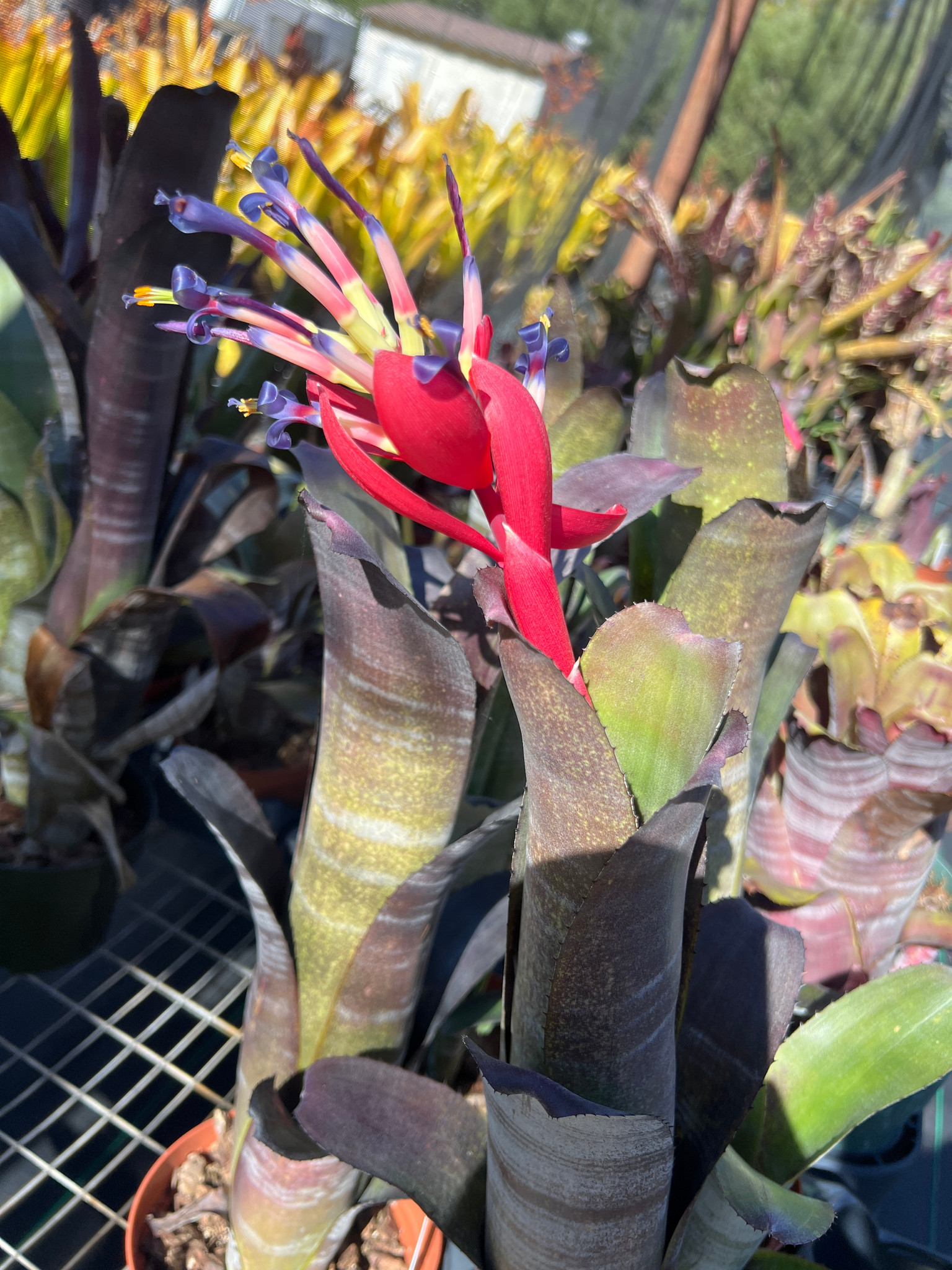 Billbergia hybrid - Bird Rock Tropicals