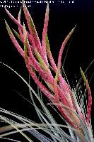 Tillandsia Riptide Bird Rock Tropicals