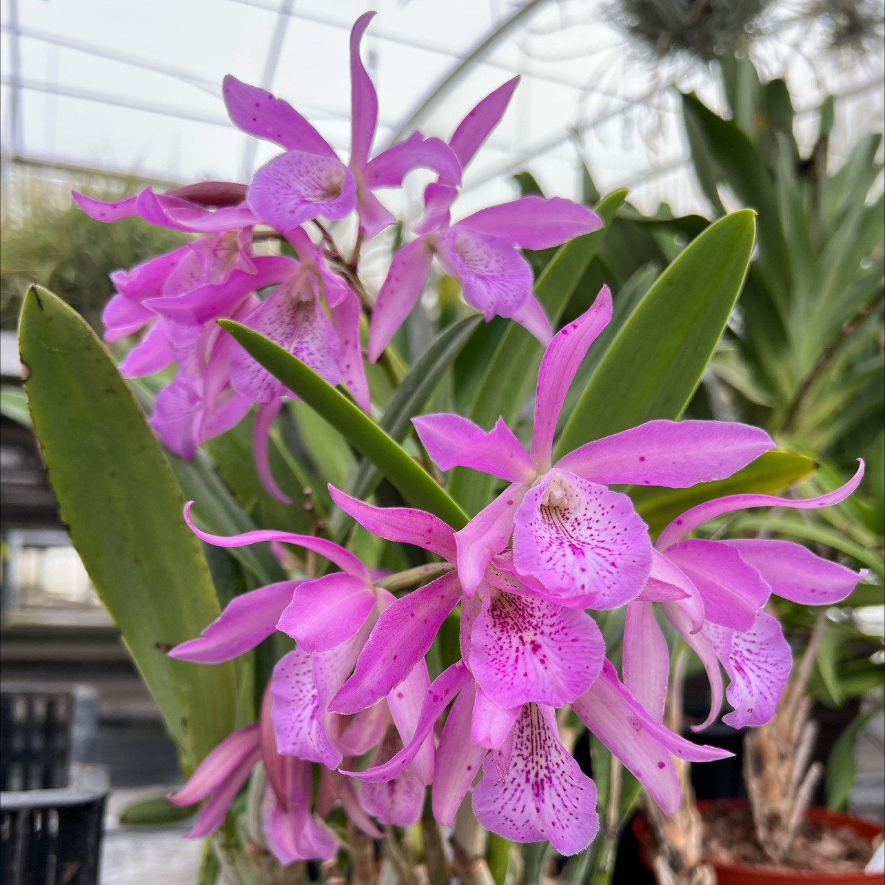 Orchids Bird Rock Tropicals