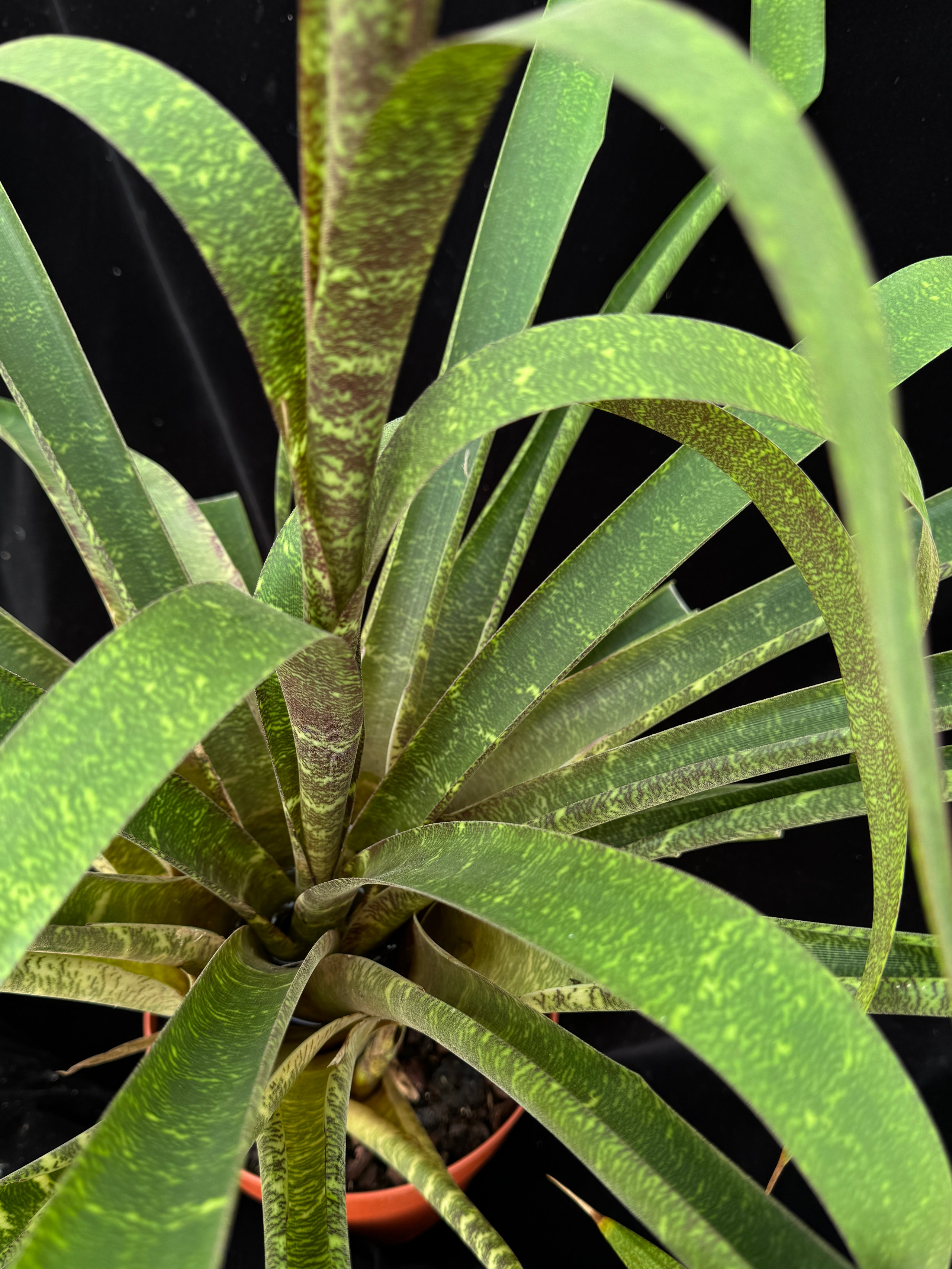 Guzmania andreetae Bird Rock Tropicals