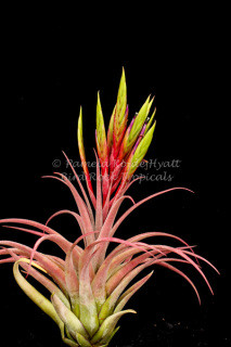 Tillandsia Page 2 Bird Rock Tropicals
