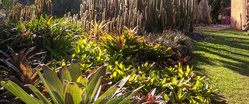 2019 Bromeliad Summit in Santa Barbara