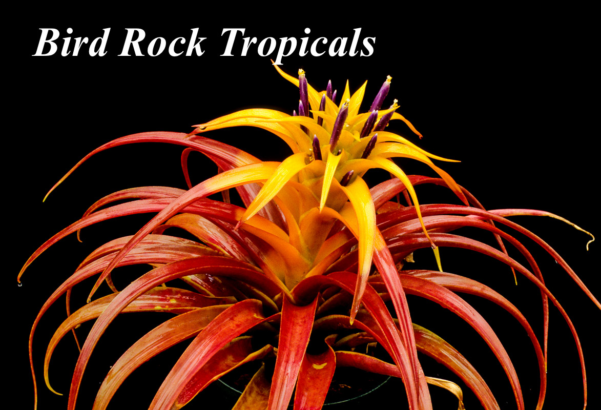 Bird Rock Tropicals