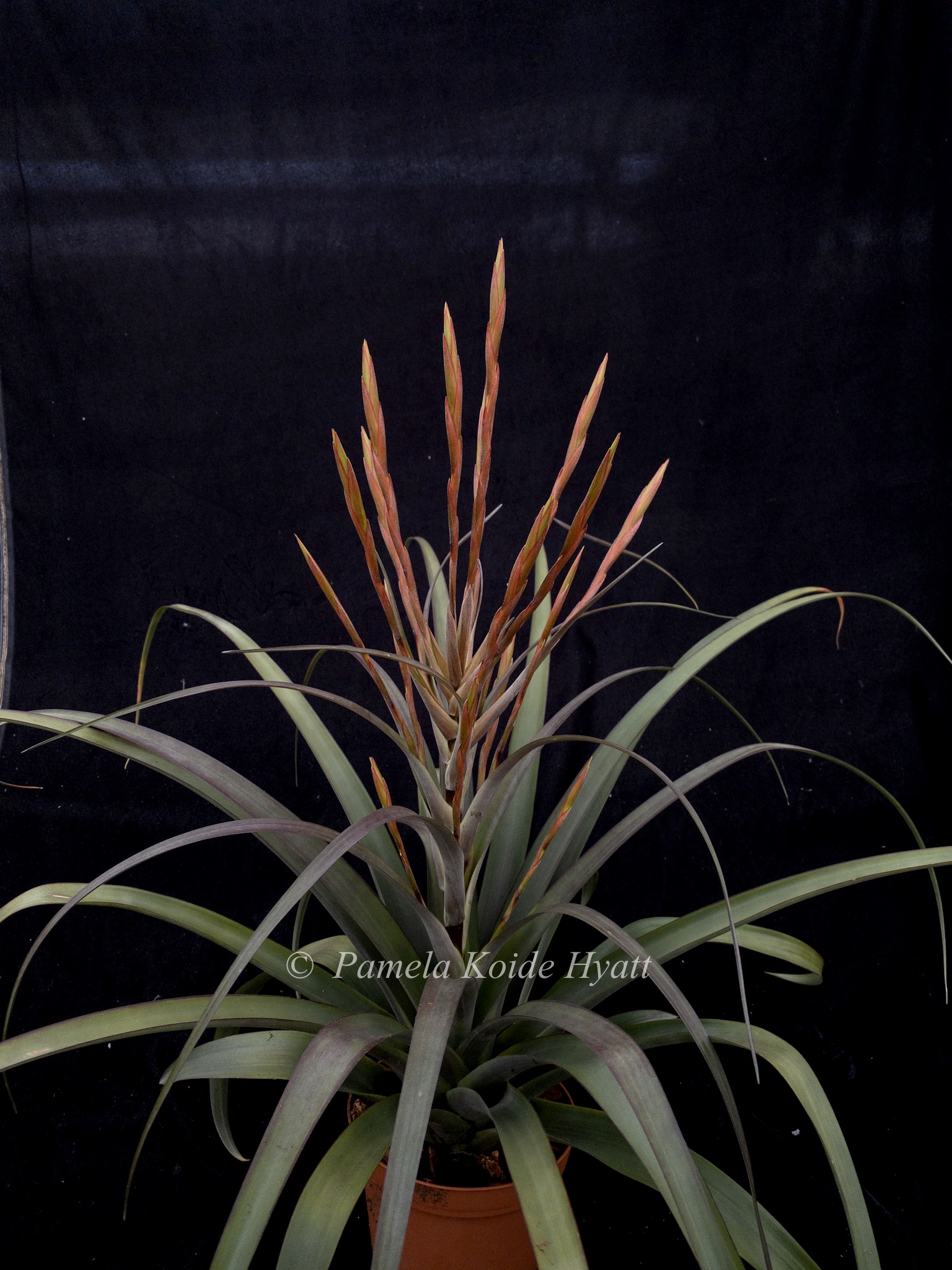 ヒルタ Tillandsia Tillandsia flabellata v. viridifolia (Giant Form, green) - Bird