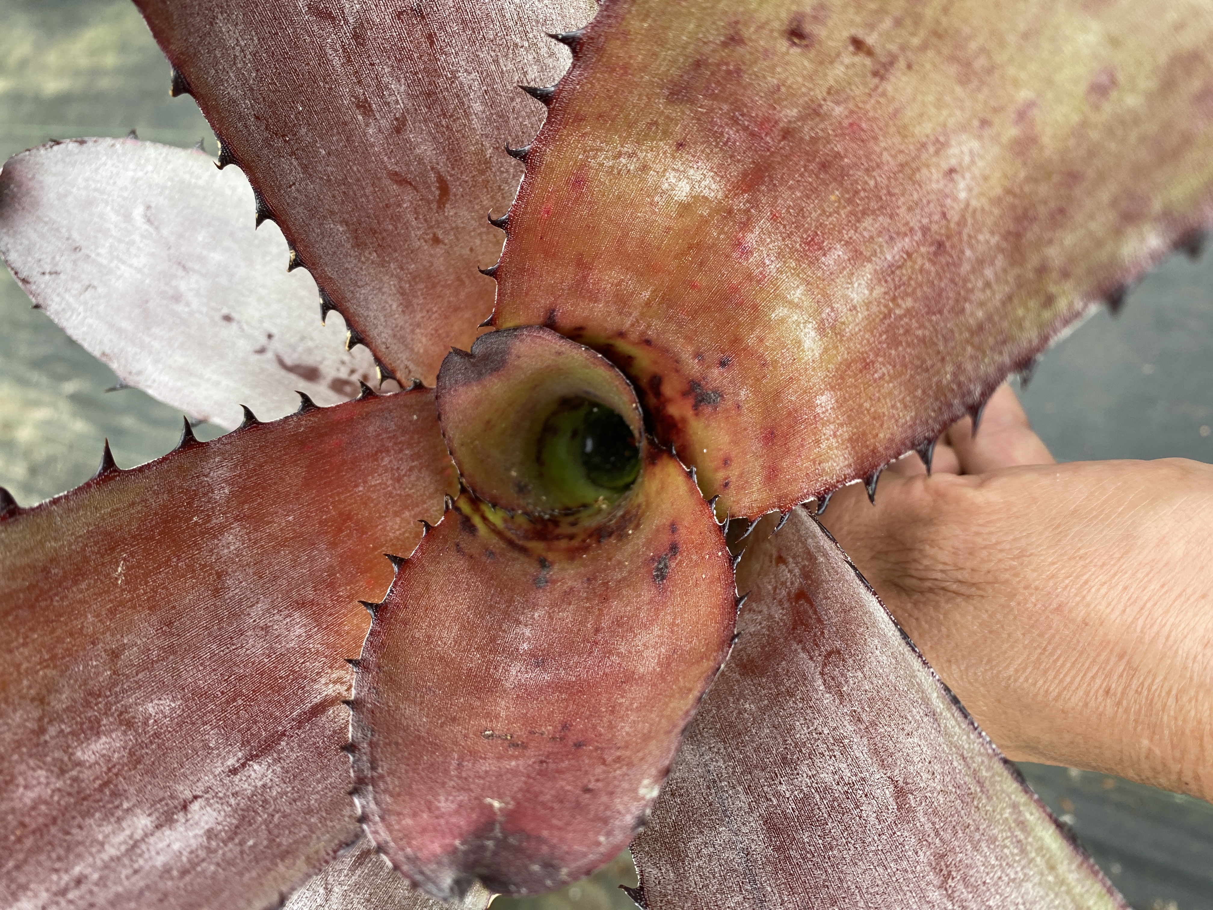 ブロメリア　neoregelia carcharodon rainbow Neoregelia carcharodon 'Rainbow' – bromeliad.com