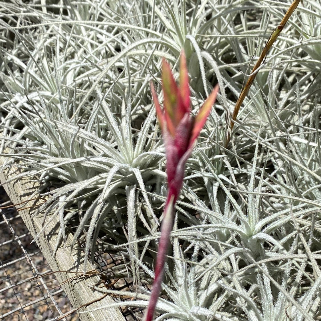Tillandsia tectorum 'Knize's Casmensis' - Bird Rock Tropicals
