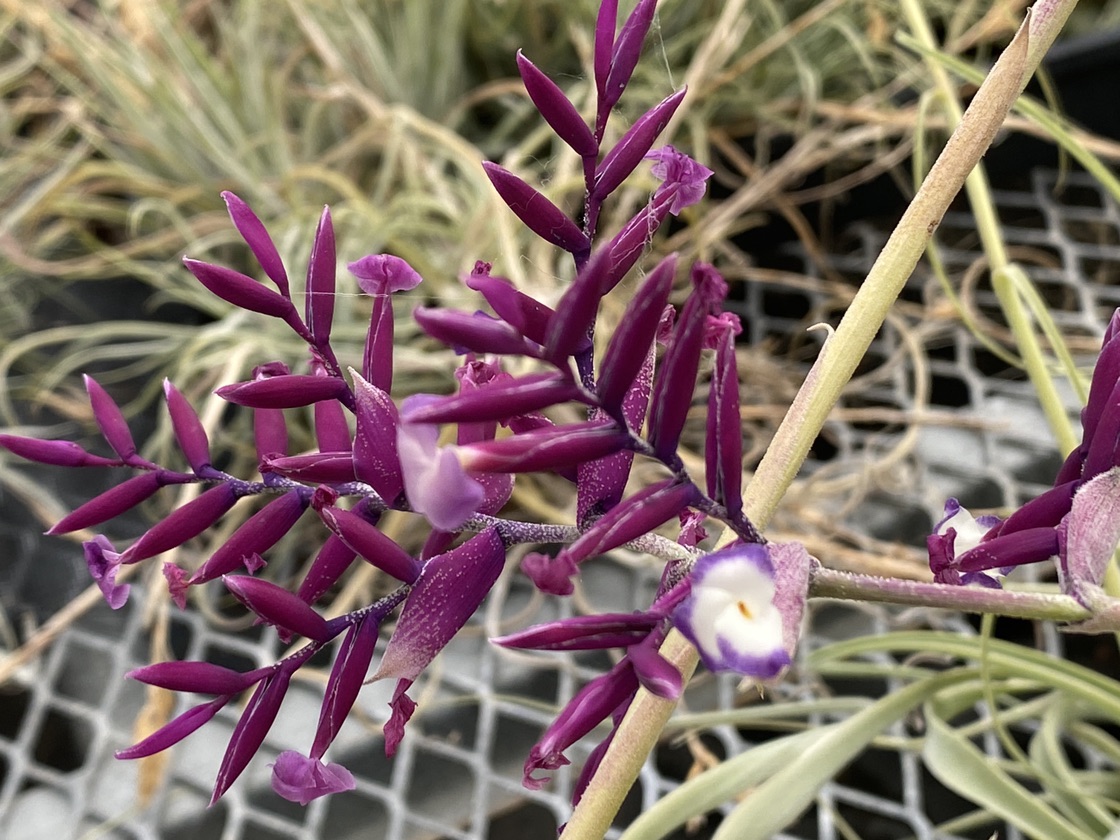 メ*ボ様 Tillandsia straminea 'Deep Purple' Tillandsia straminea 'Deep Purple' - Bird Rock Tropicals