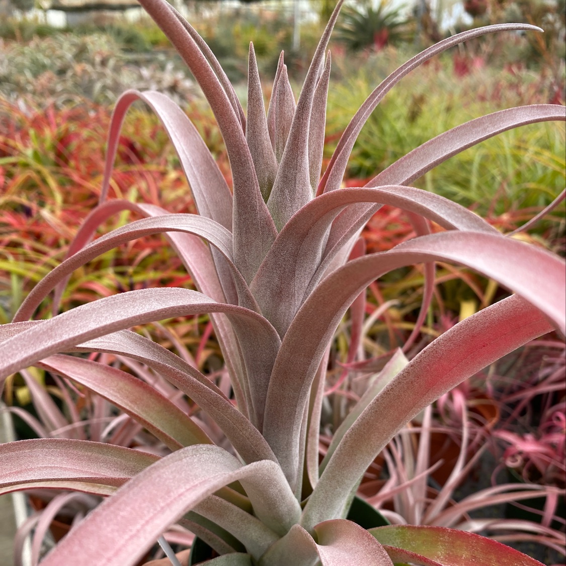 Tillandsia Coconut Grove (T. chiapensis X capitata 'Red') - Bird
