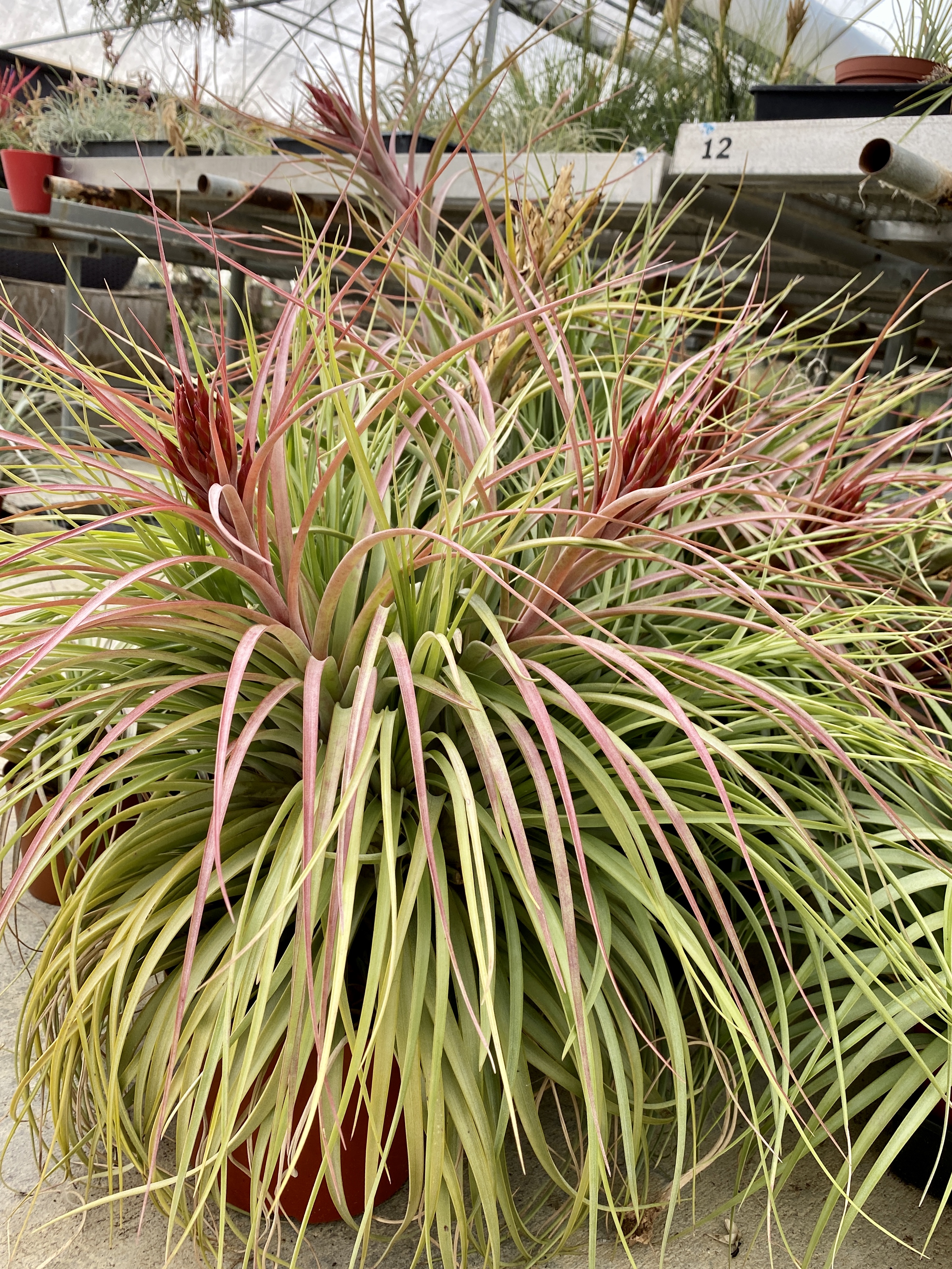 m*c様 Tillandsia brachyphylla Bromeliads in Australia - Tillandsia brachyphylla