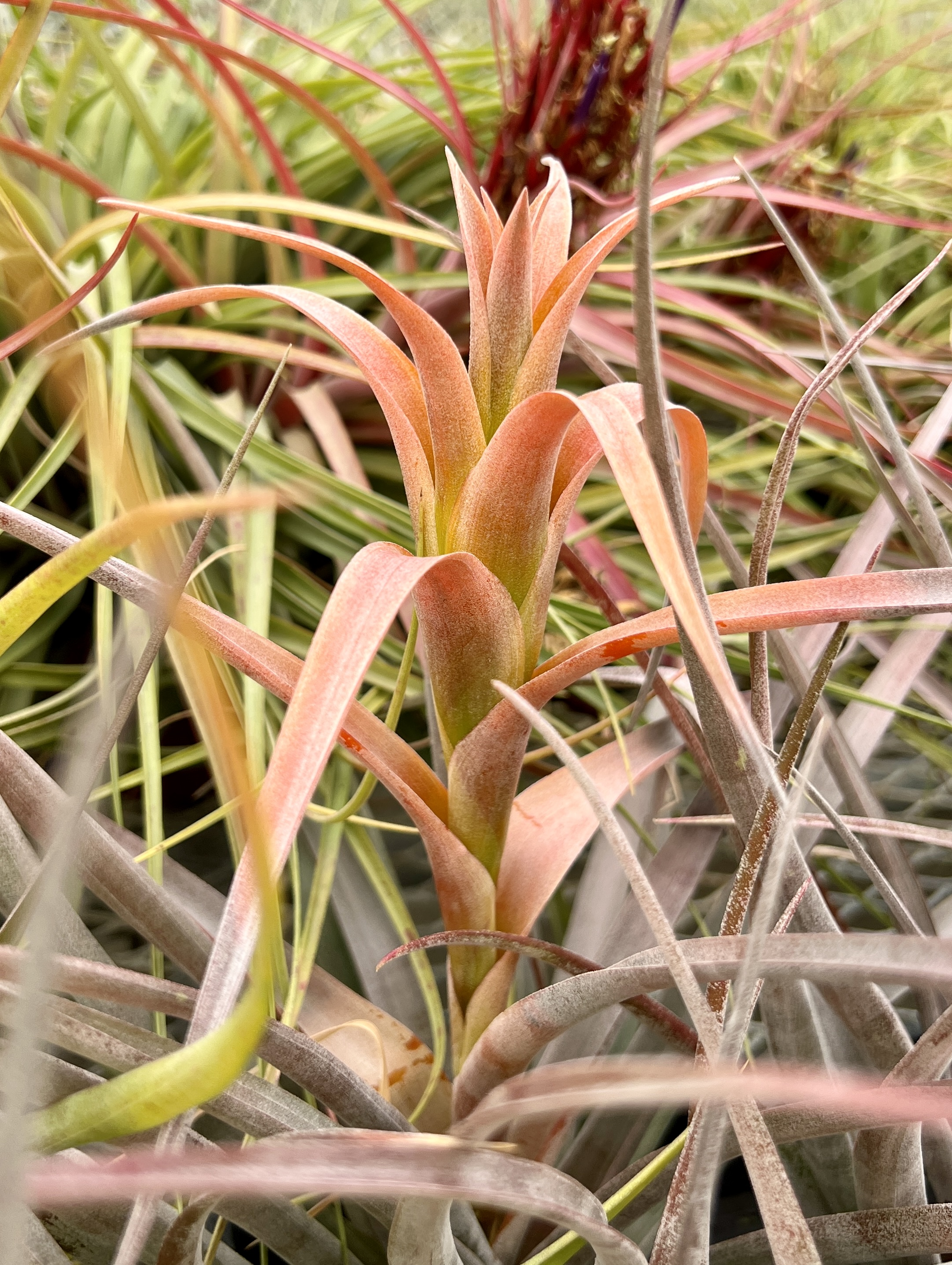 Tillandsia Orange Rainbow 送料無料 Tillandsia Orange Rainbow ( capitata Orange Variegated