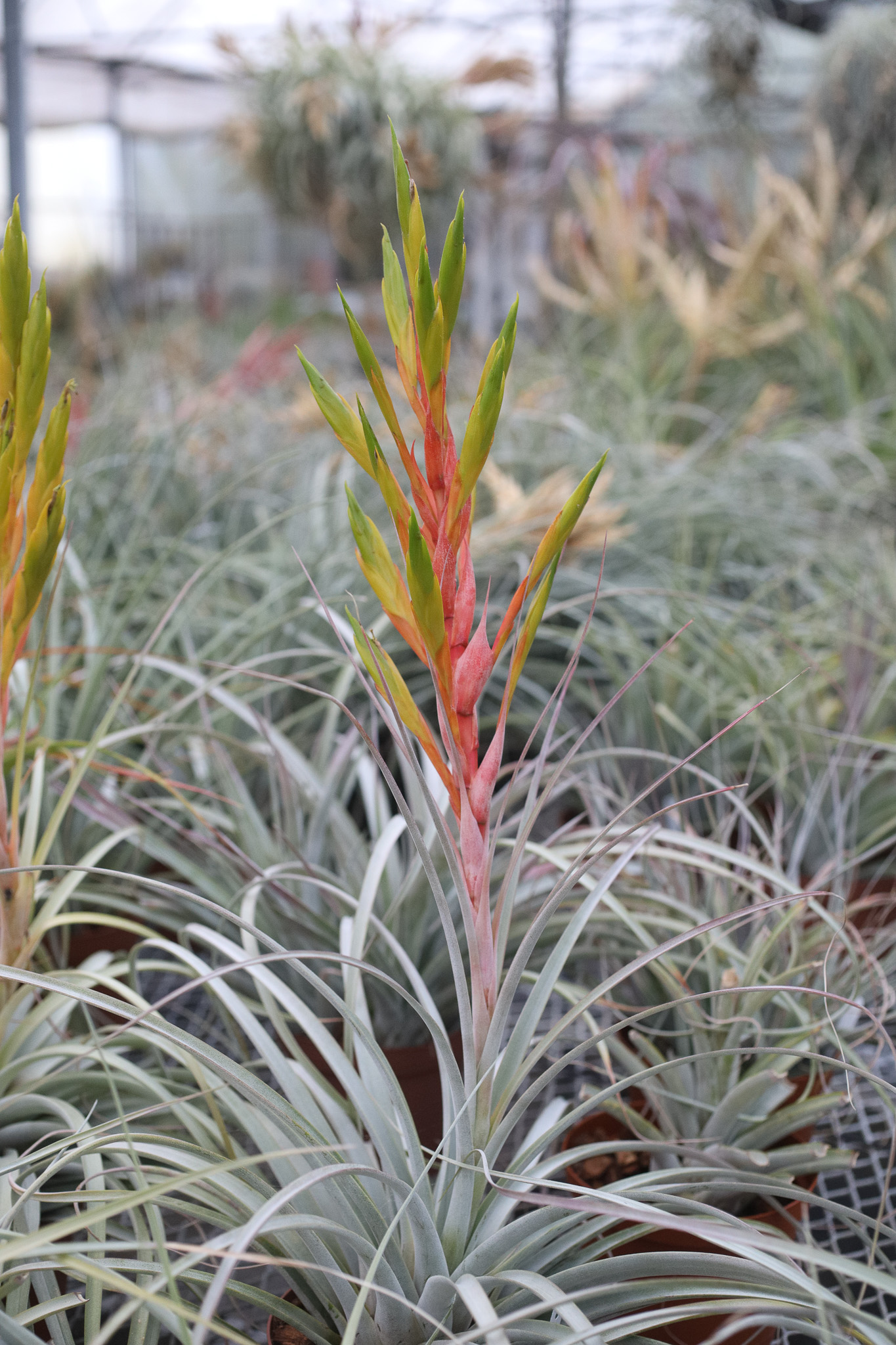 Tillandsia fasciculata x xerographica - Bird Rock Tropicals