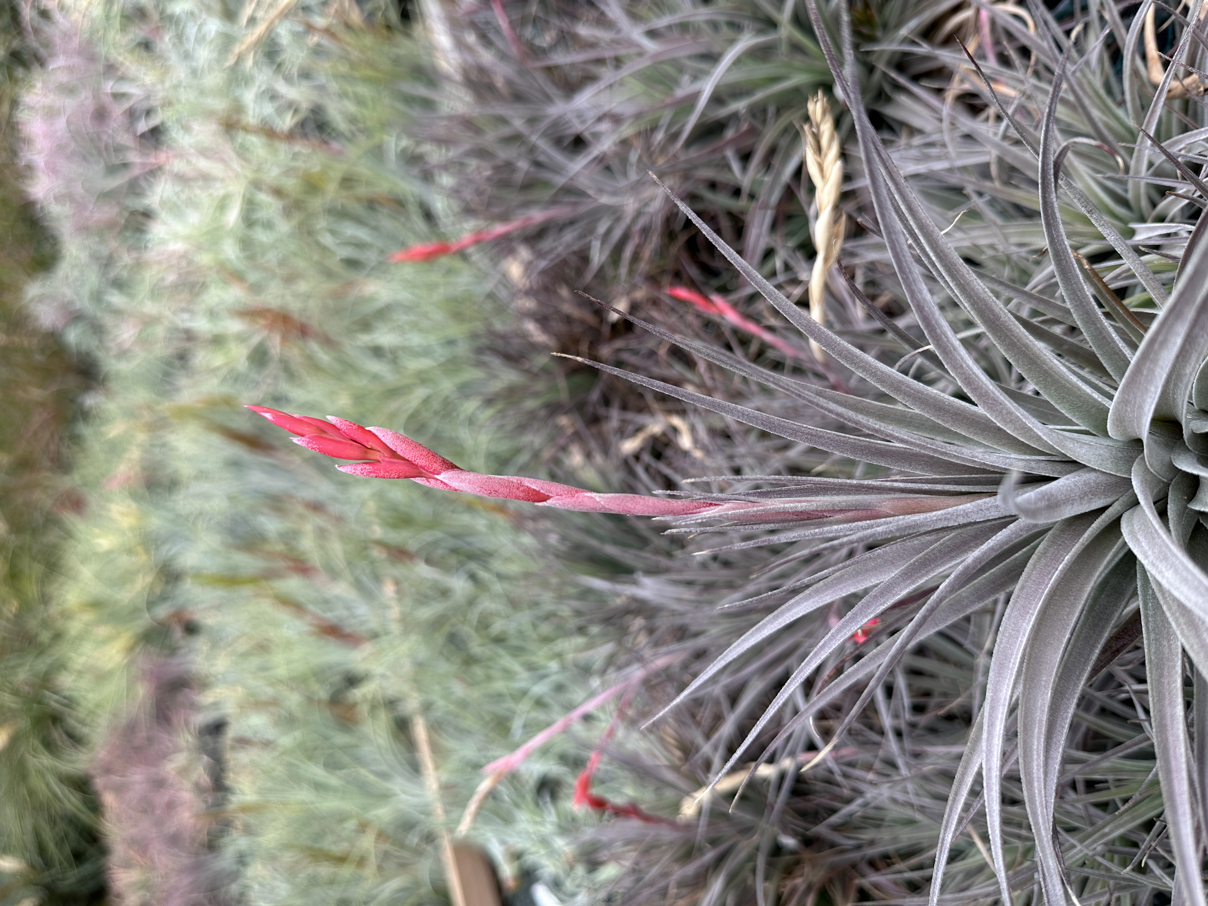 Tillandsia didisticha x pucaraensis - Bird Rock Tropicals