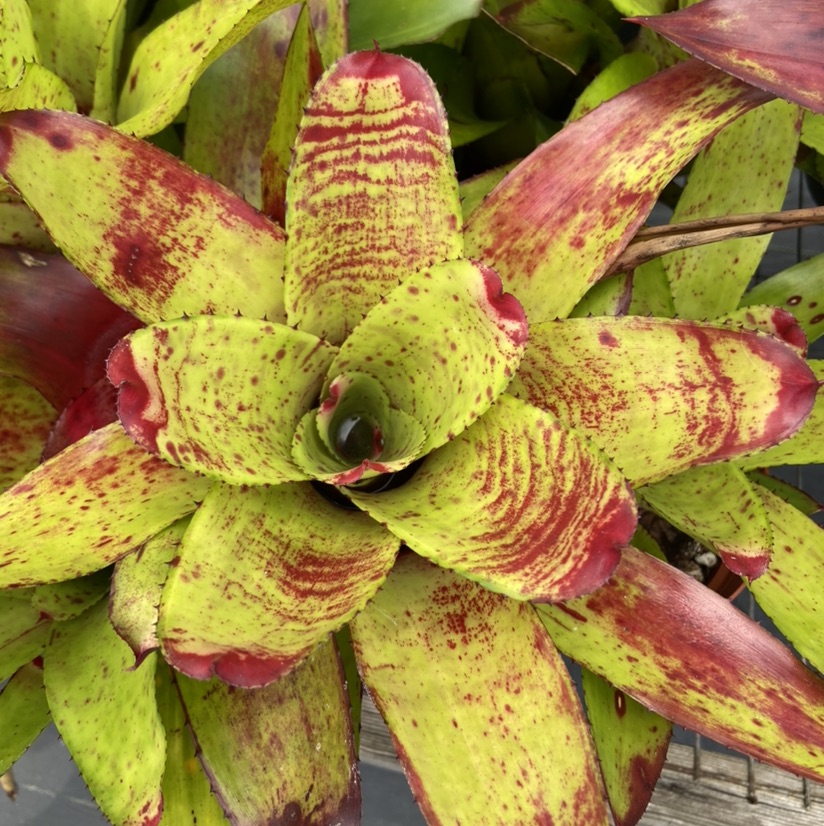 Neoregelia Green Apple x Olens cv 'Vulcan' - Bird Rock Tropicals