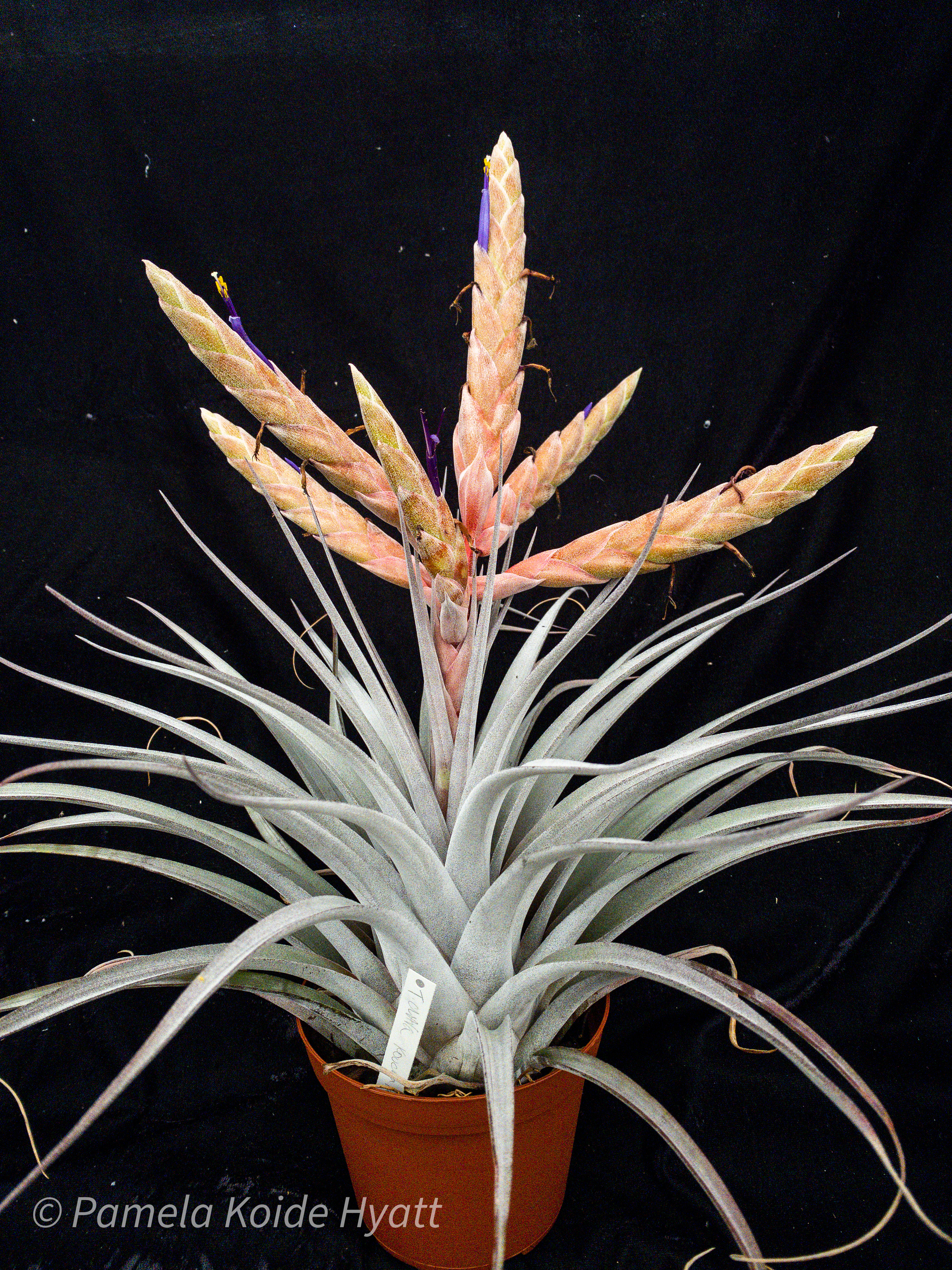 ねずみTillandsia Tectorum Ecuador (AKA Snowball) – Air Plant Hub