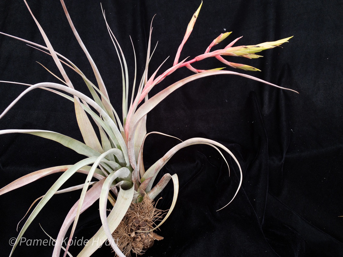 同梱割Tillandsia ' Flake' T'S TROPICALS 397B63A5-DDD3-45AE-8E04-
