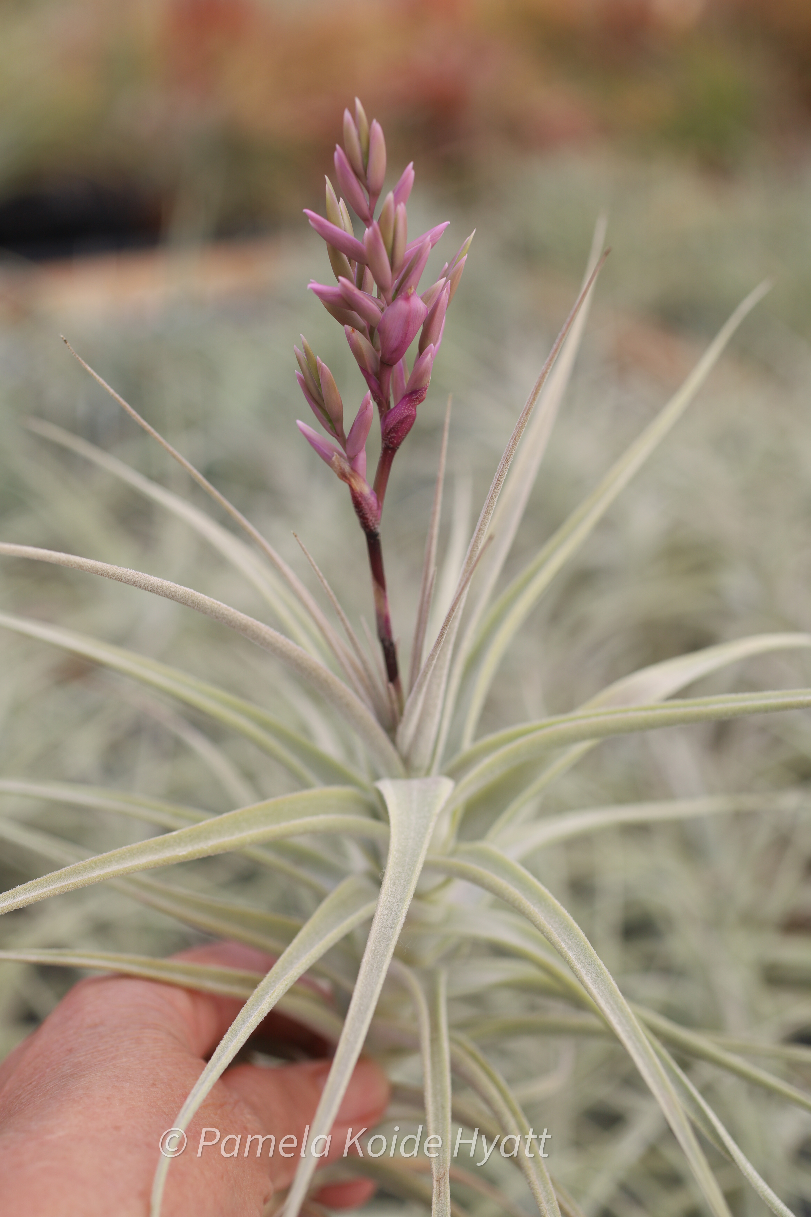 Tillandsia purpurea (Clone B) - Bird Rock Tropicals