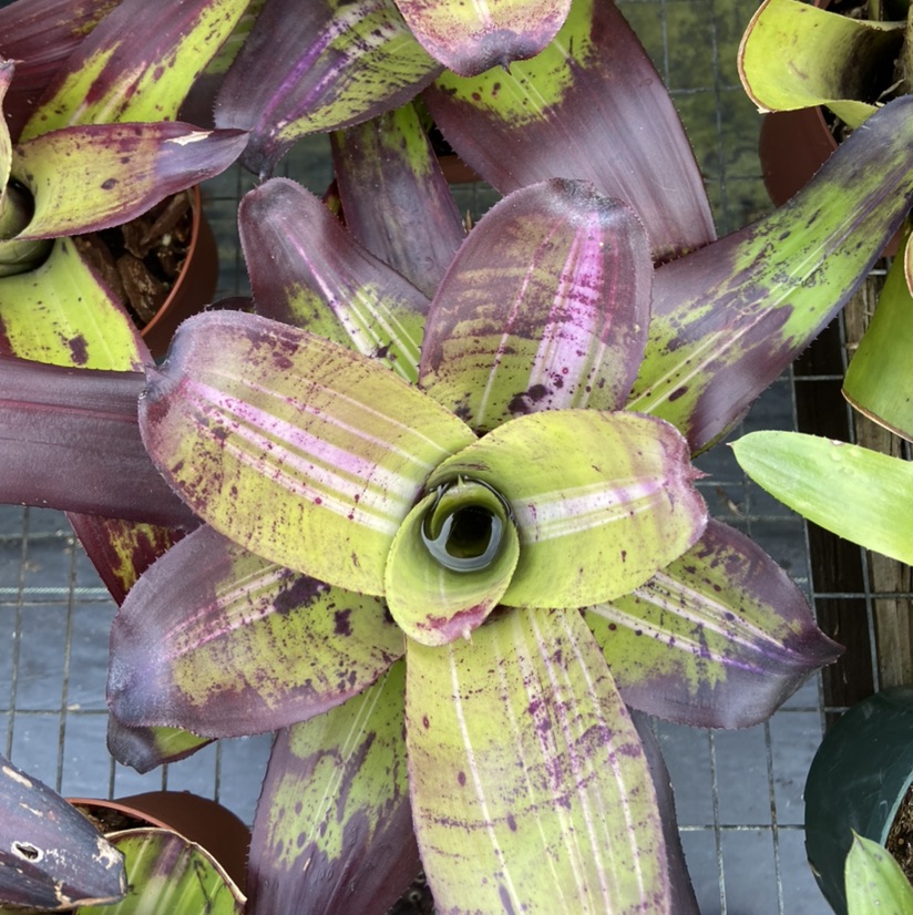 ブロメリア・エアープランツ Neoregelia Mandela 遮光ネット外しました🪴 外斑のホワイトホットエンバーと中斑の