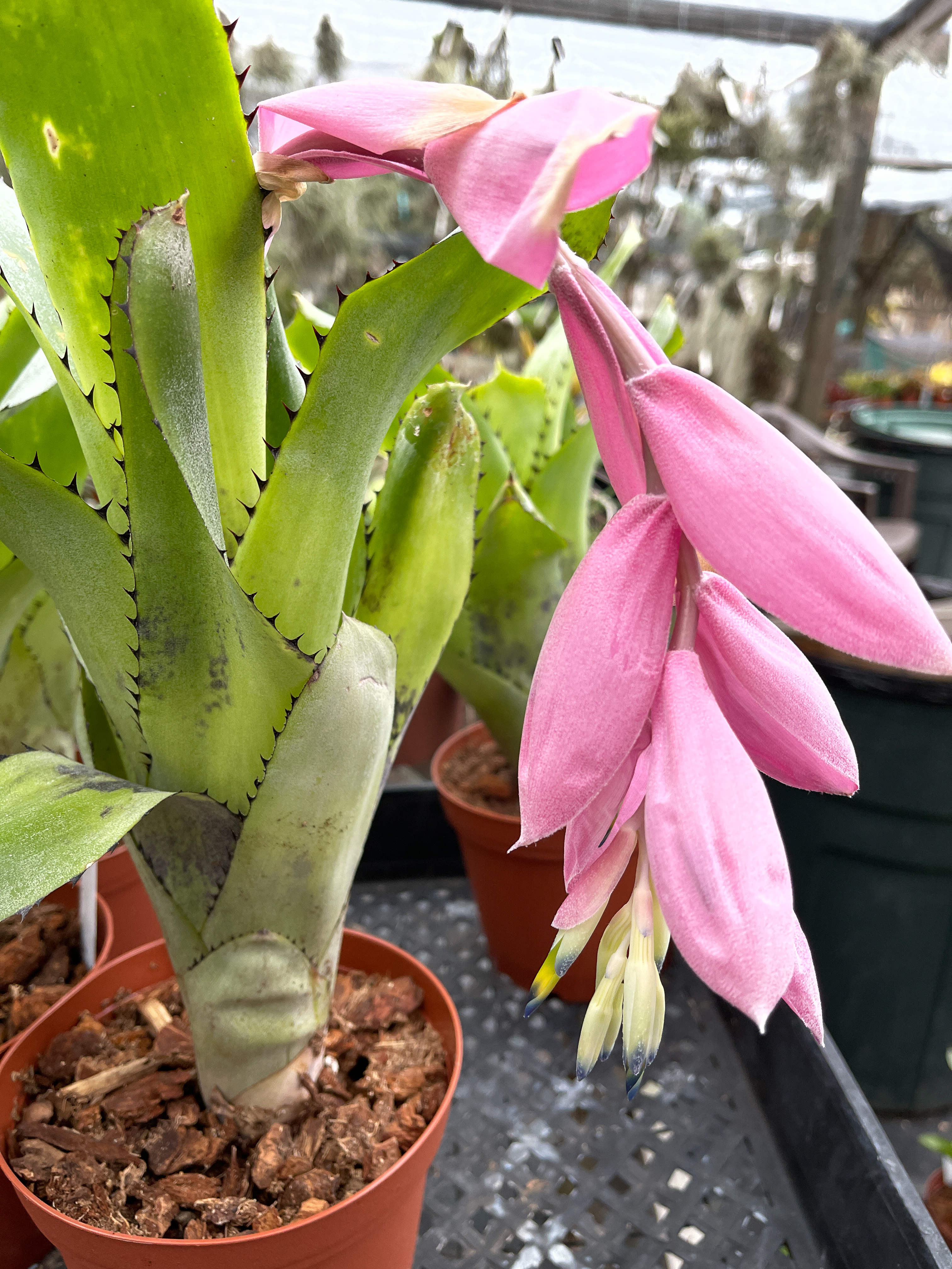 ブロメリア・エアープランツ Billbergia Sanderiana Billbergia sanderiana - Bird Rock Tropicals