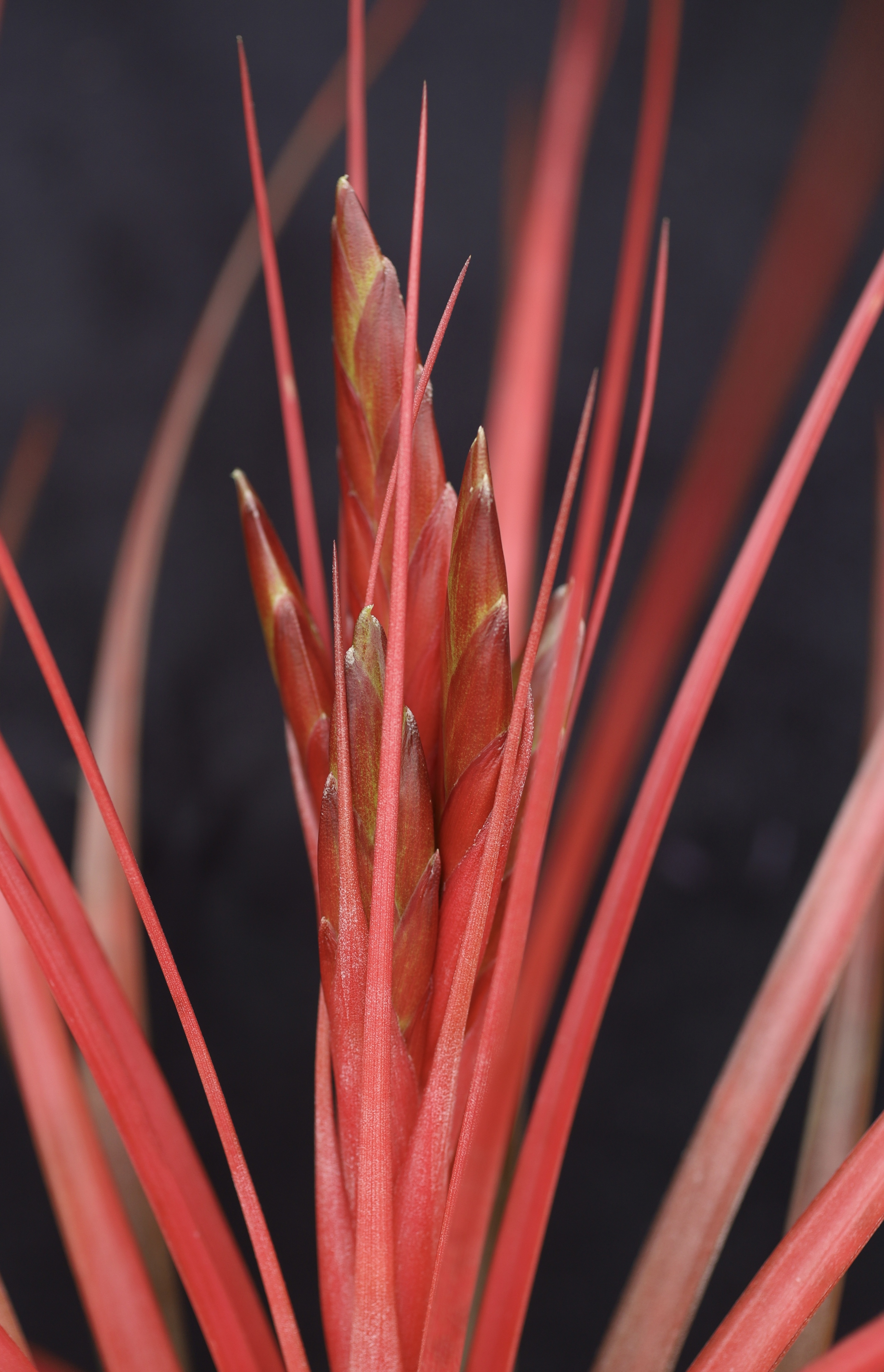 Tillandsia Red Rover - Bird Rock Tropicals