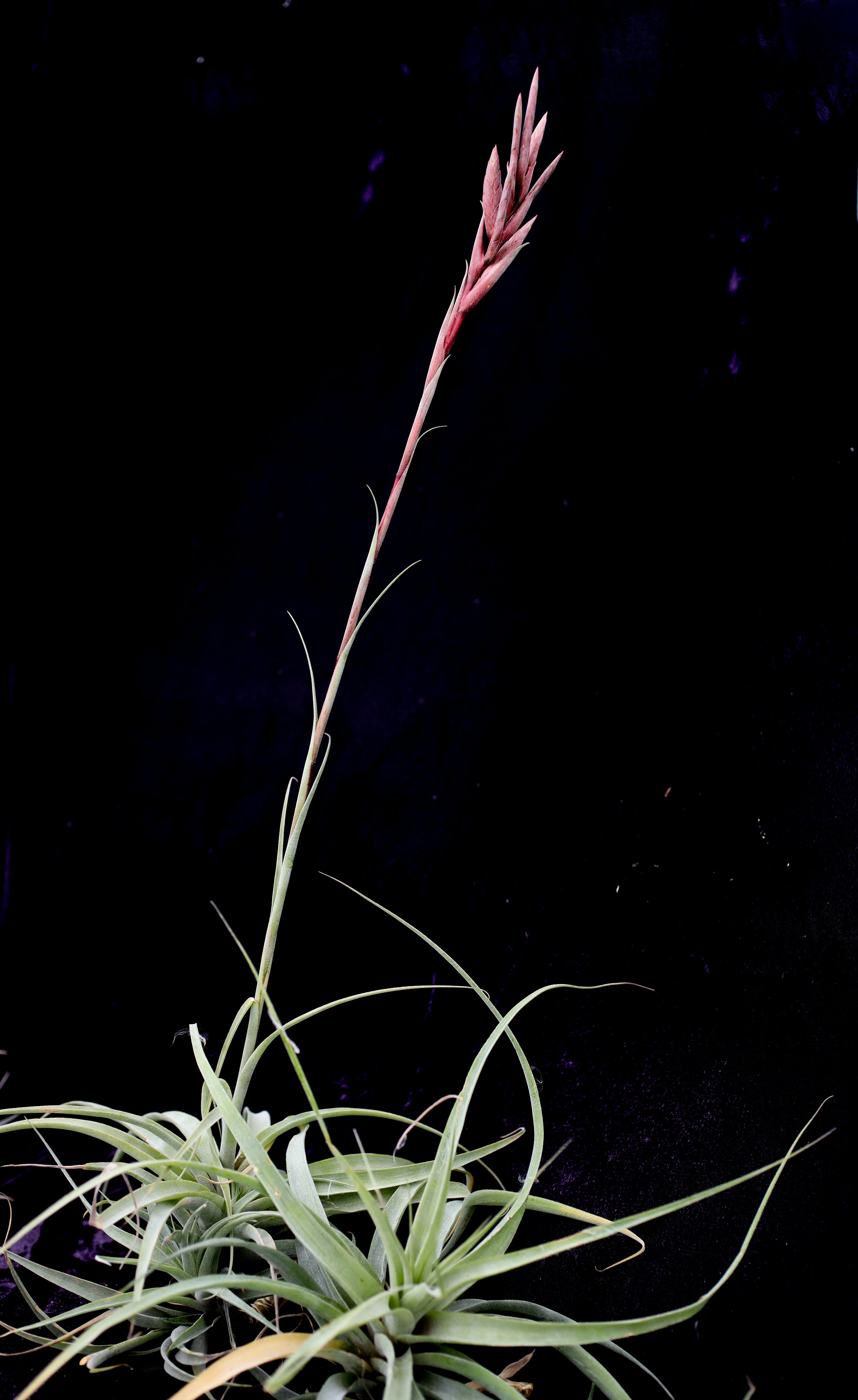 Tillandsia incarnata x latifolia - Bird Rock Tropicals