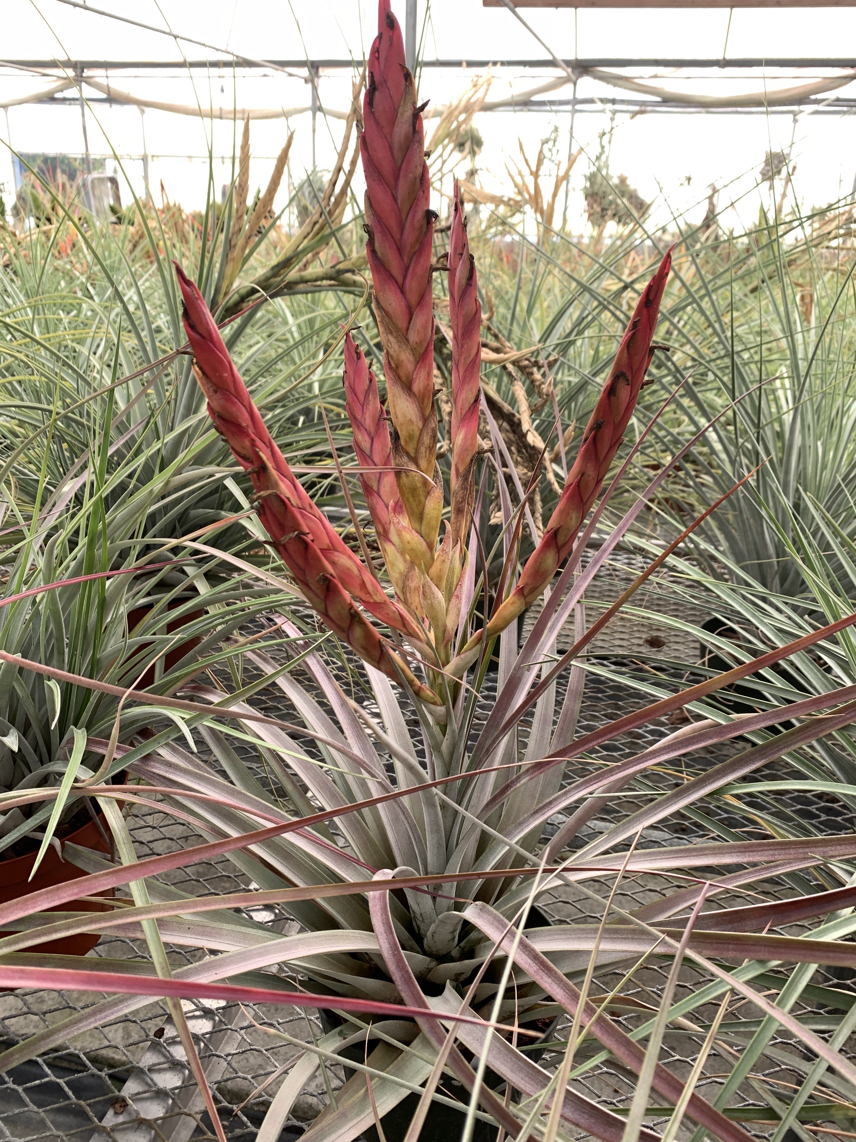 Tillandsia fasciculata 'Percal' hybrid - Bird Rock Tropicals