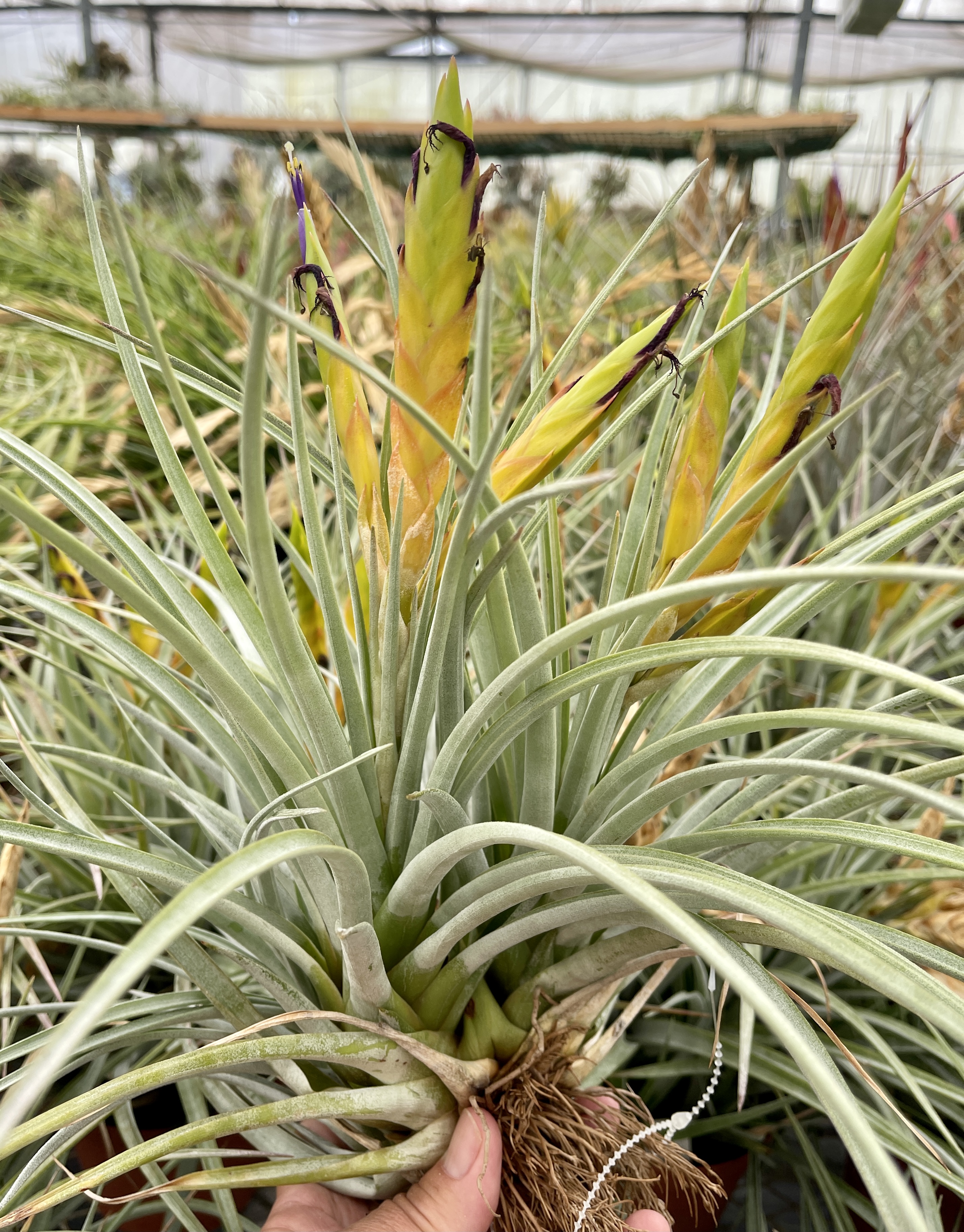 Tillandsia fasciculata, (Canon del Zopilote, Zumpango, Guerrero