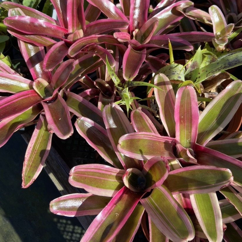 はなゆうです。 Neoregelia Canefire x Albo