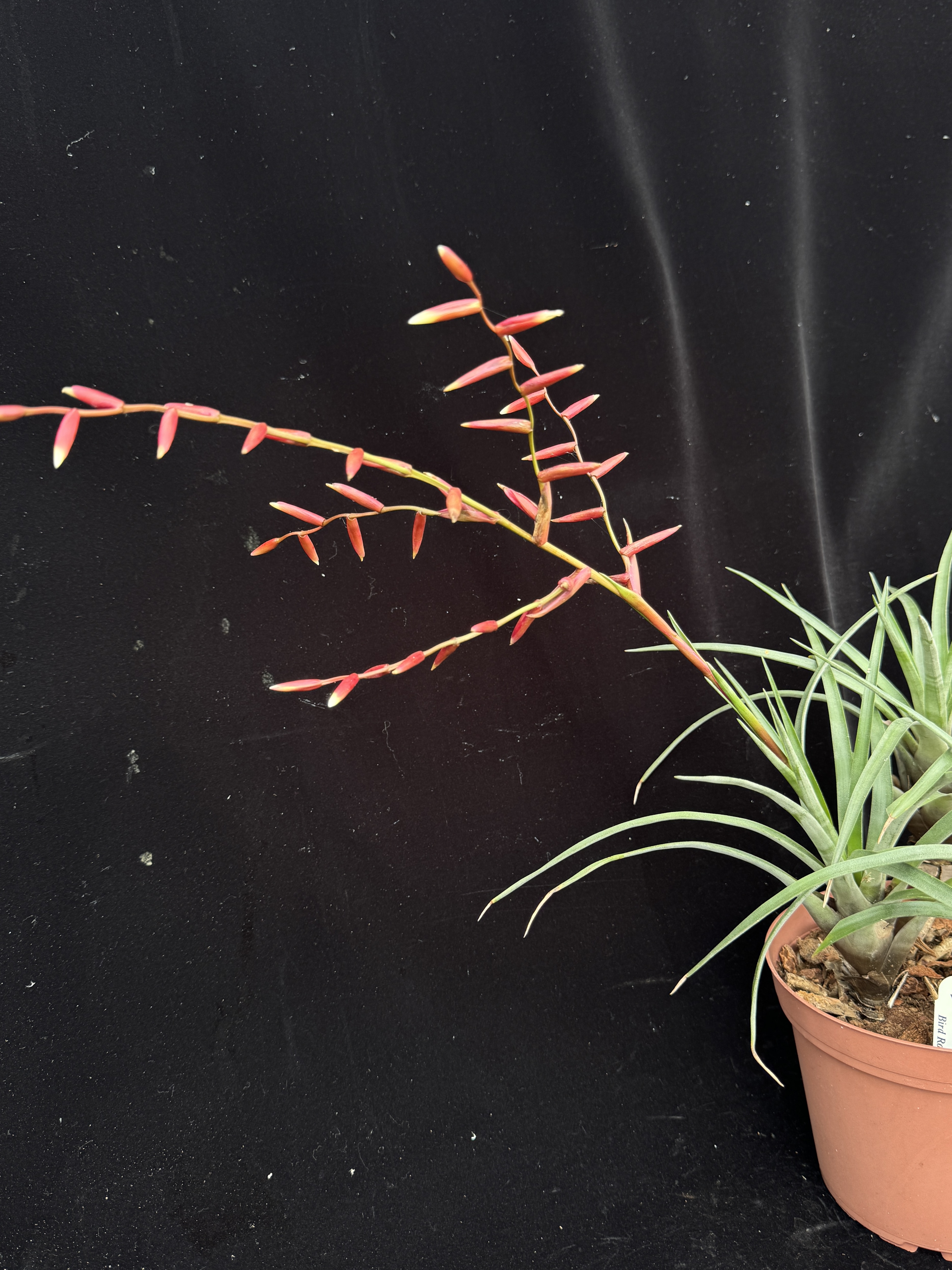 Vriesea species - Bird Rock Tropicals