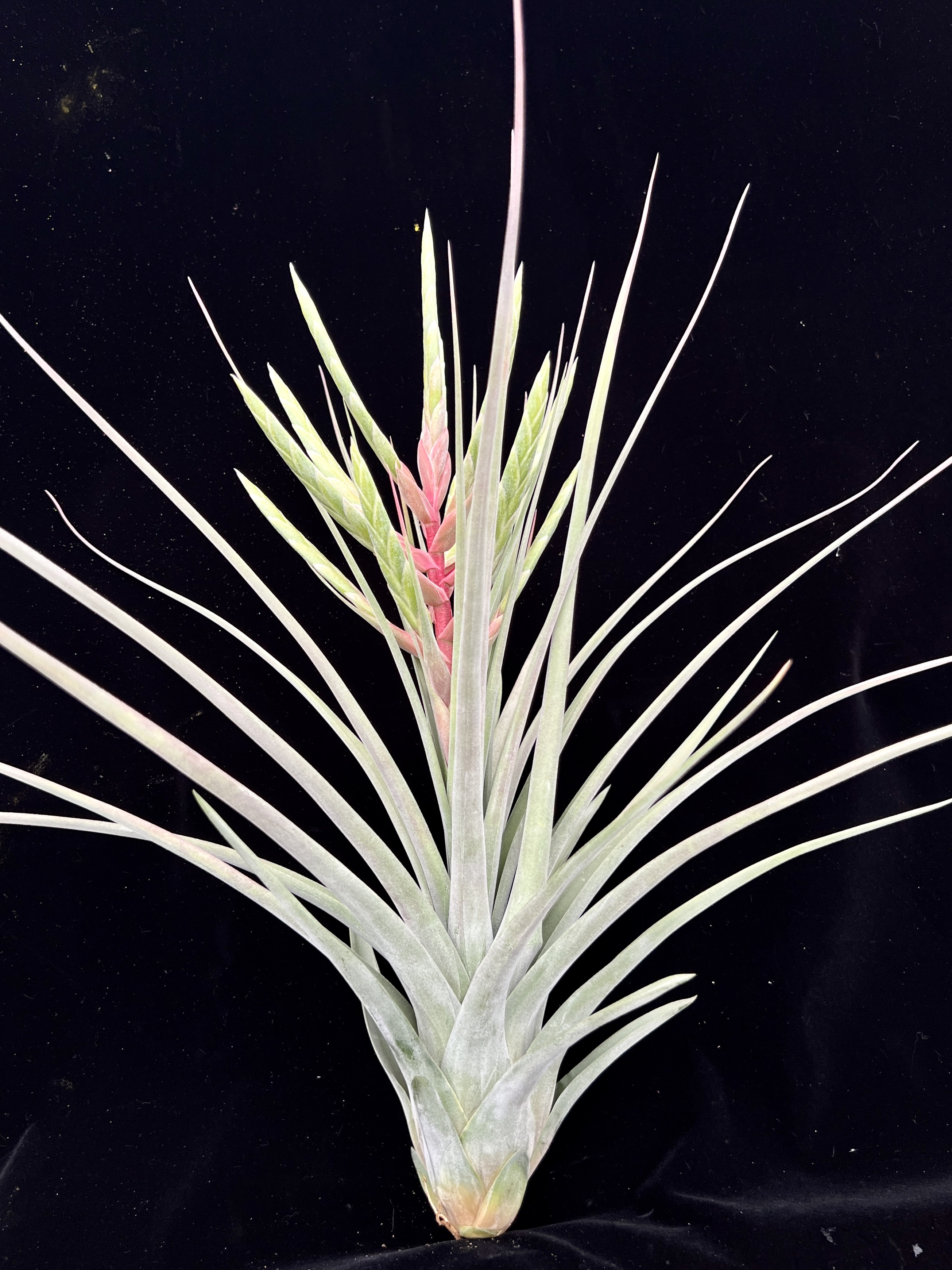 Tillandsia streptophylla x fasciculata - Bird Rock Tropicals