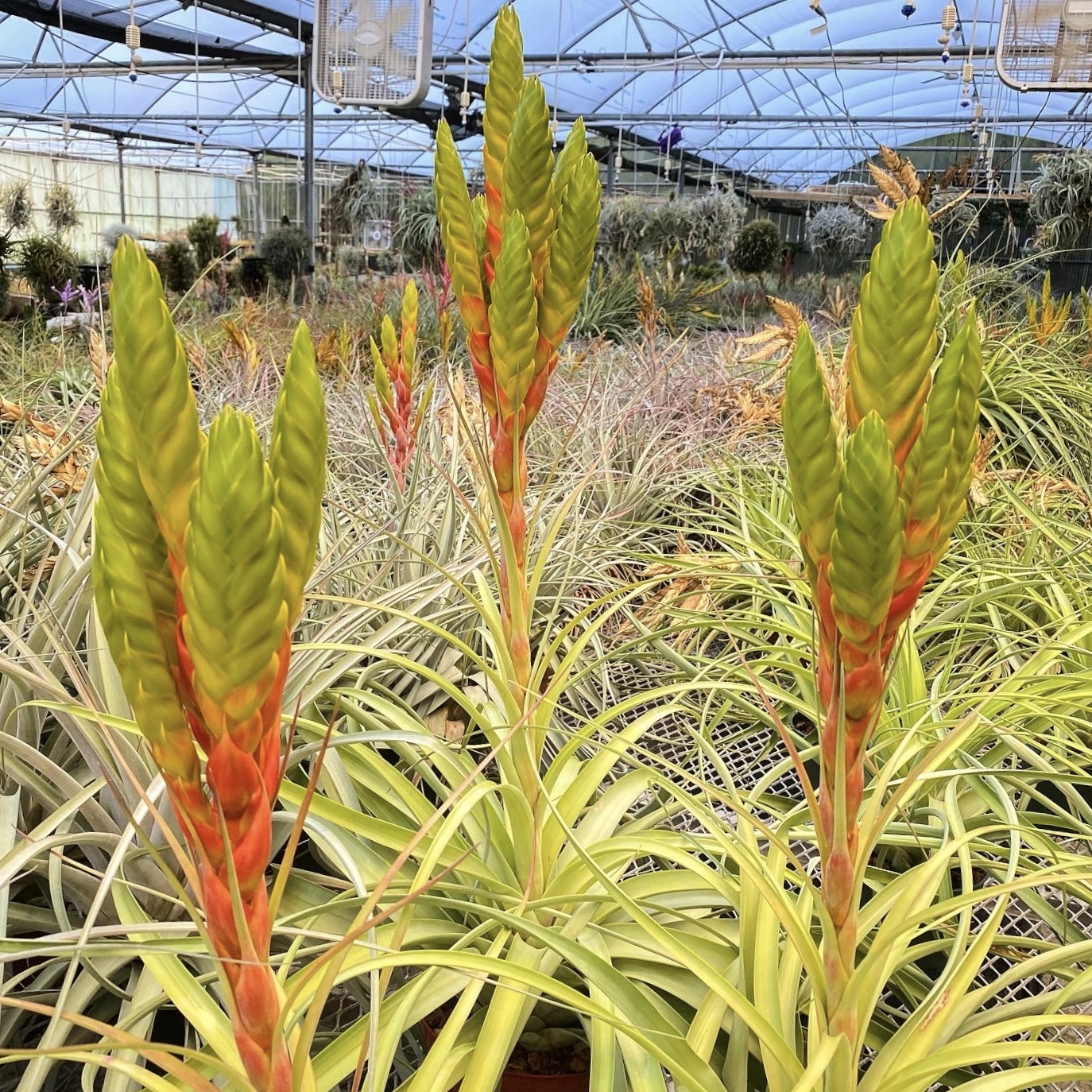 Tillandsia rothii x jalisco-monticola - Bird Rock Tropicals