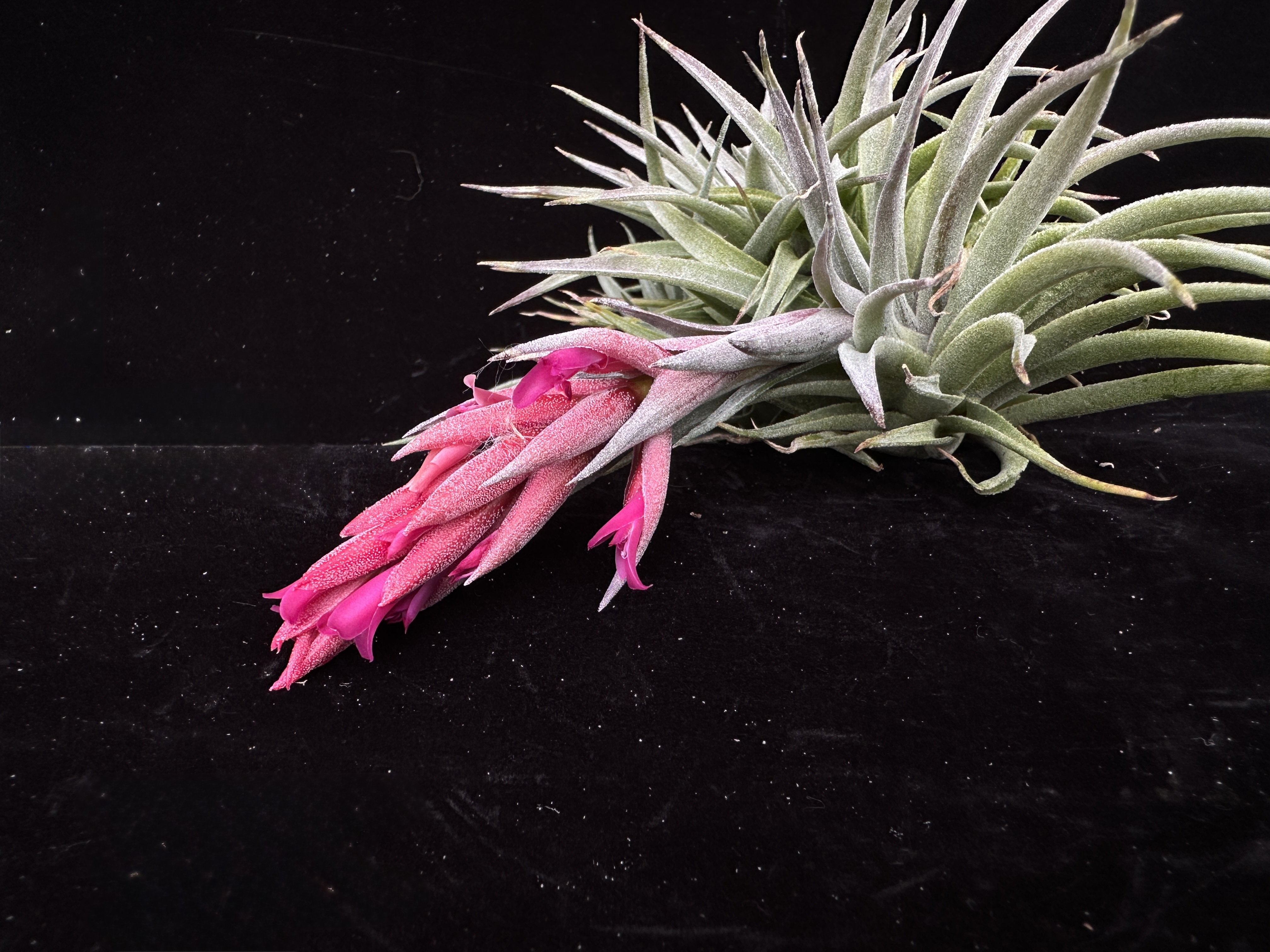 ブロメリア・エアープランツ Tillandsia sprengeliana (Coastal Form) Tillandsia sprengeliana Coastal Form｜🍀GreenSnap（グリーン