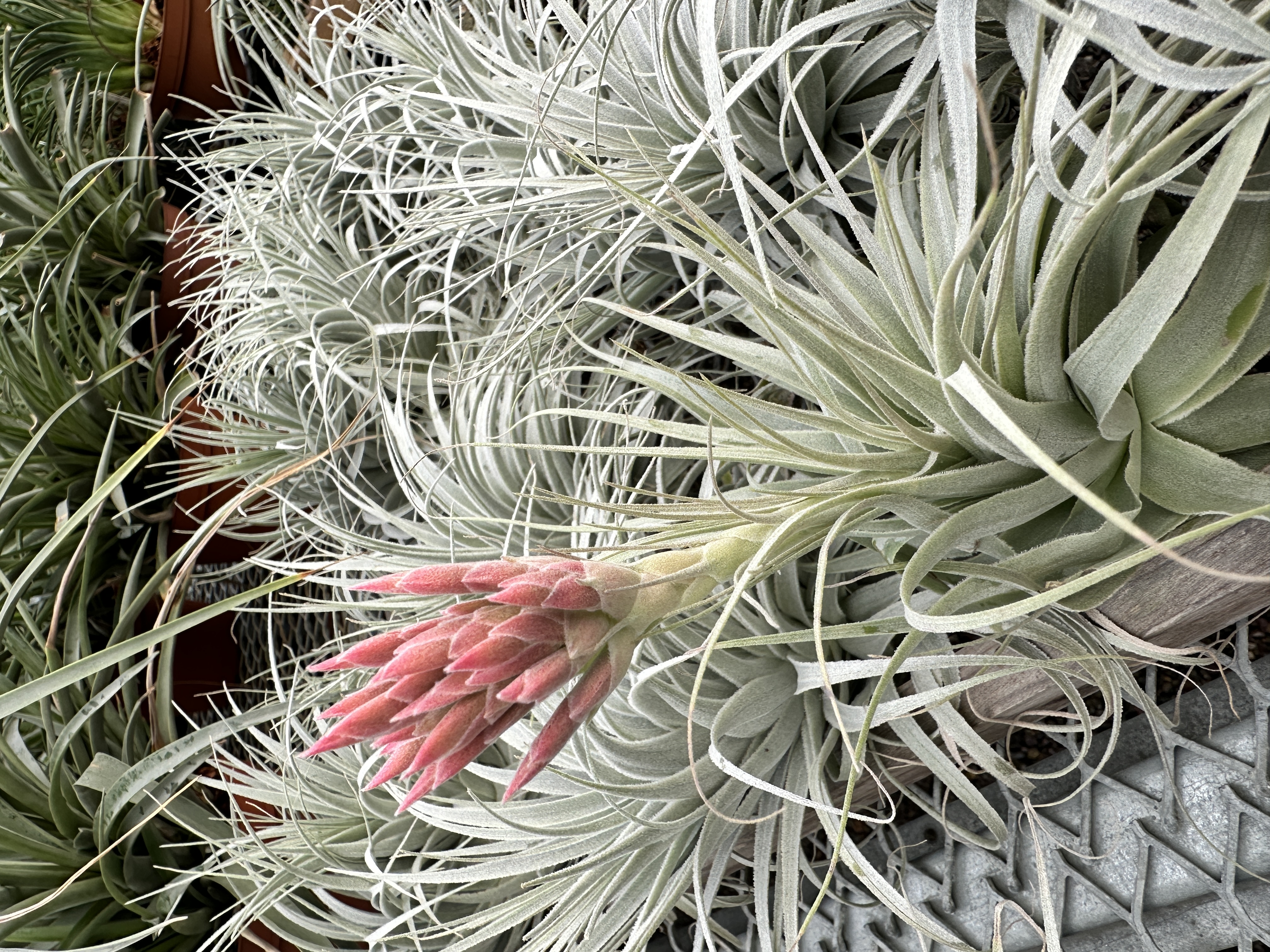 Tillandsia chapeuensis 実生　ブラジル原産チャペウエンシス 観葉植物 Tillandsia chapeuensis 実生 ブラジル原産チャペウエンシス