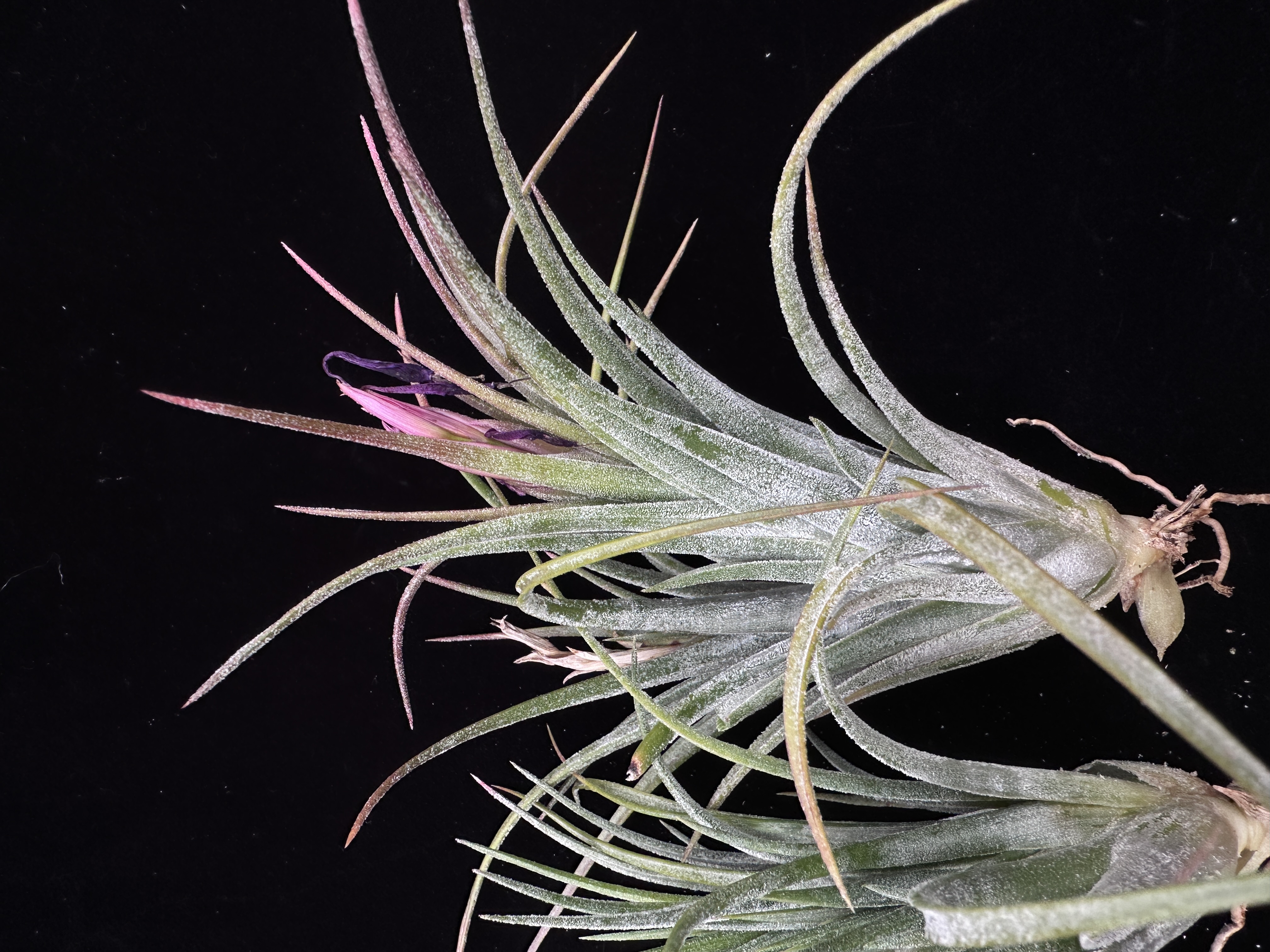 Tillandsia ionantha Hazelnoot ex. EJG 絶版 Tillandsia ionantha Hazelnoot ex. EJG 絶版 - メルカリ