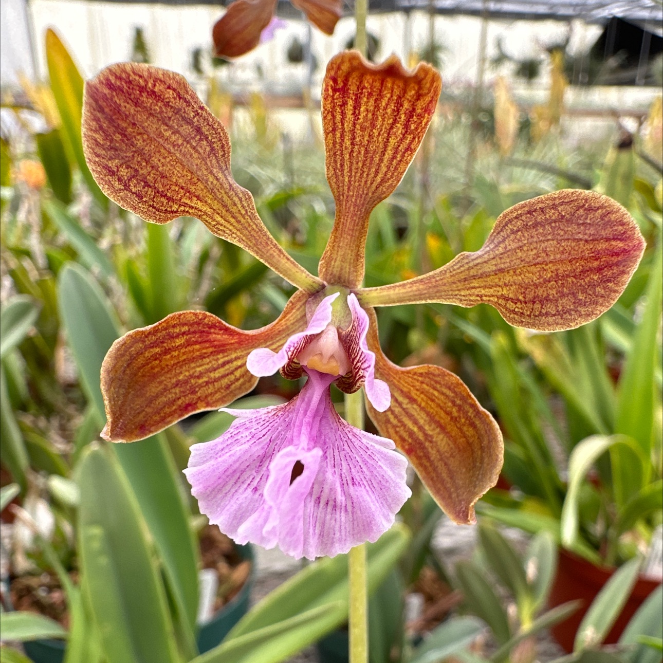 Encyclia hanburyi (dark flower form) - Bird Rock Tropicals