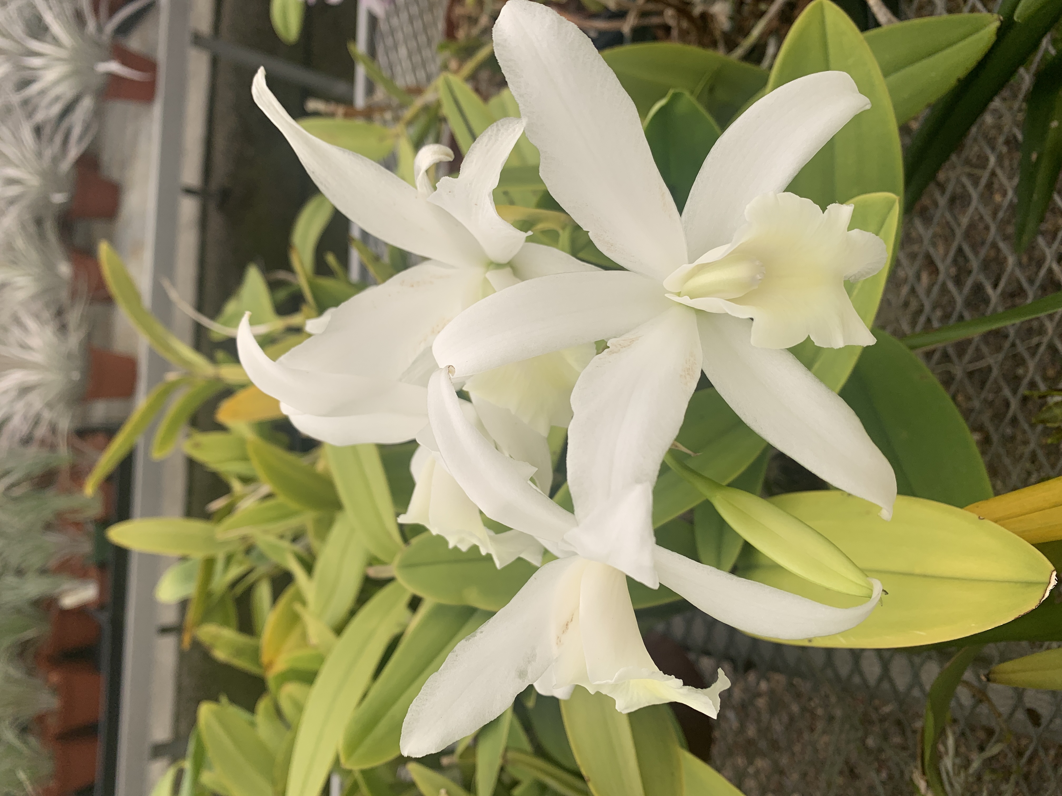 C. intermedia v. alba x L. anceps v. alba - Bird Rock Tropicals