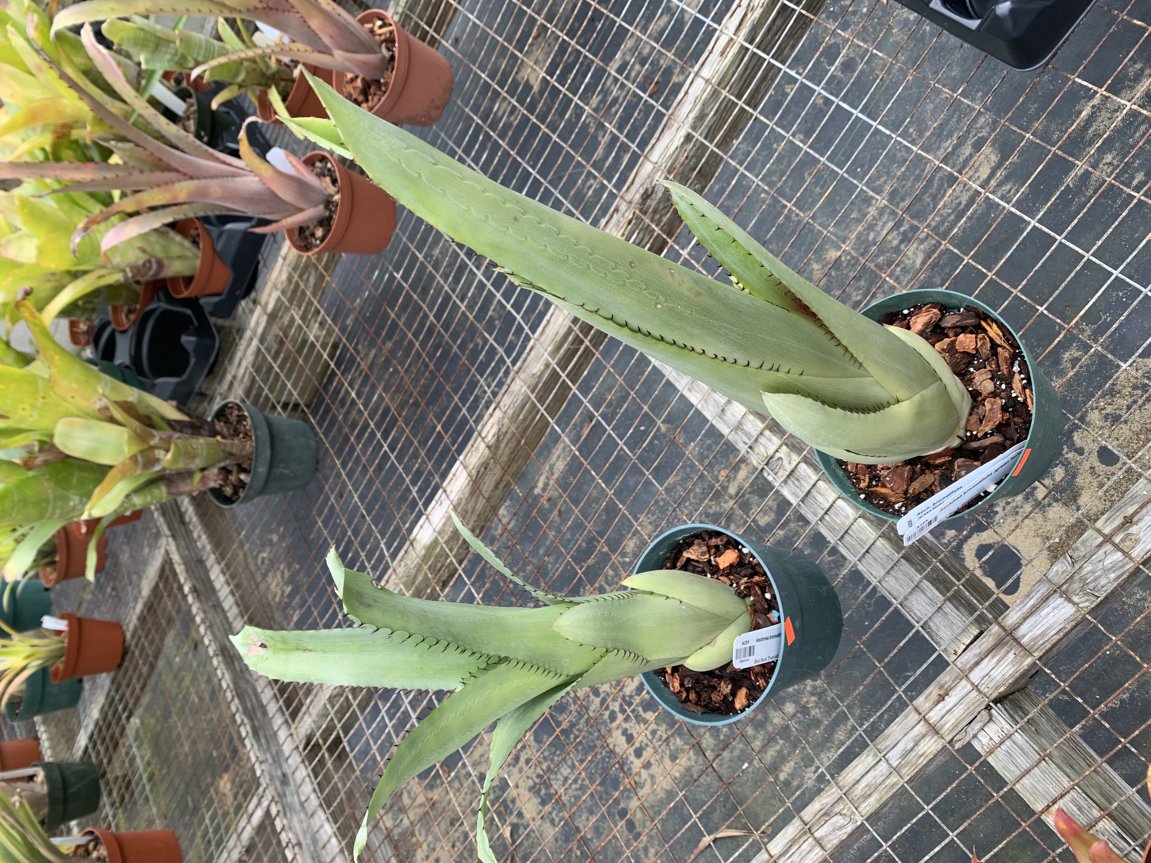 Aechmea bromeliifolia (green form) - Bird Rock Tropicals Aechmea bromeliifolia (green form) - Bird Rock Tropicals