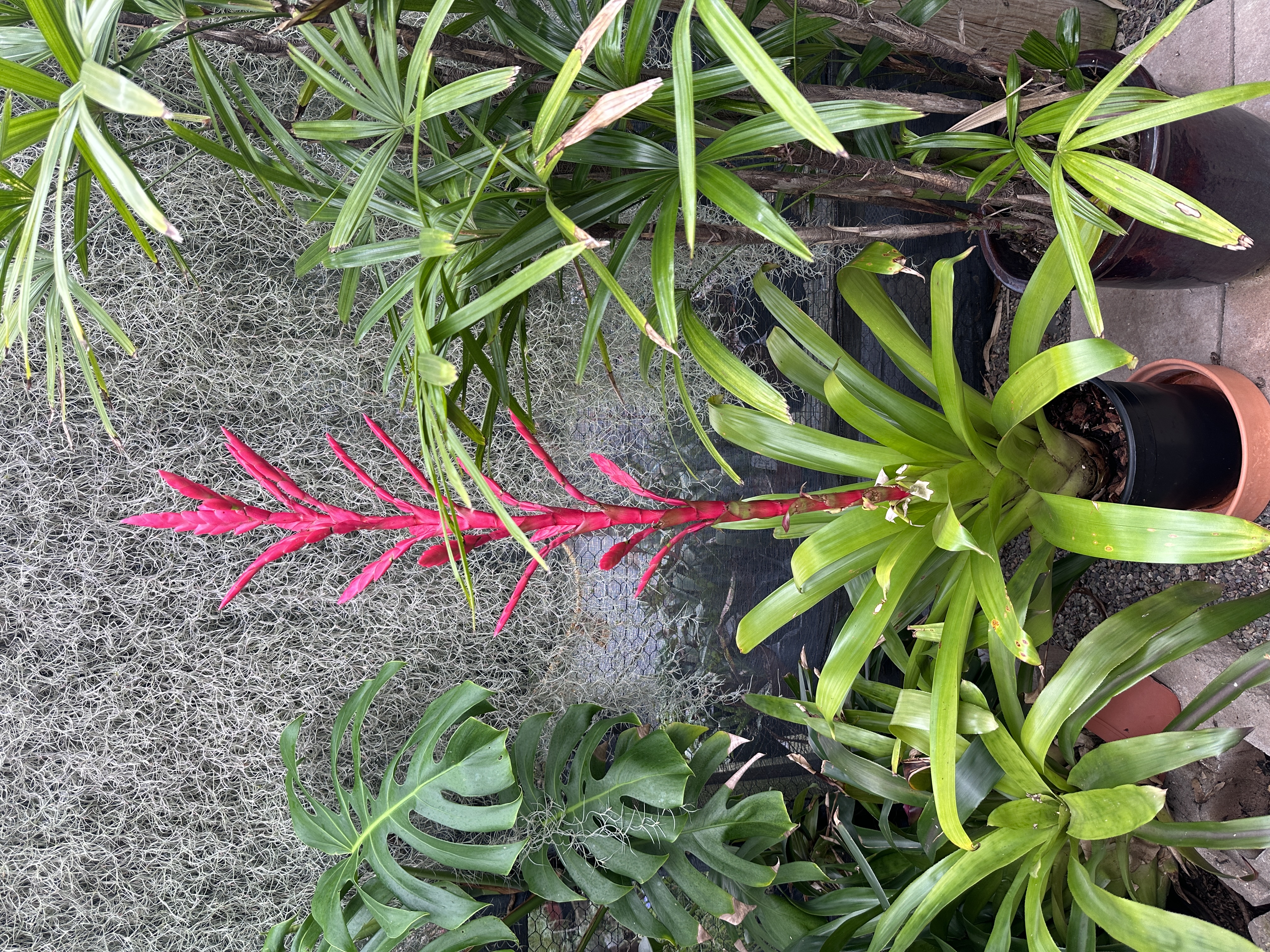 その他 Vegarelics kaniruma xVriecanterea 'Inferno' - Bird Rock Tropicals