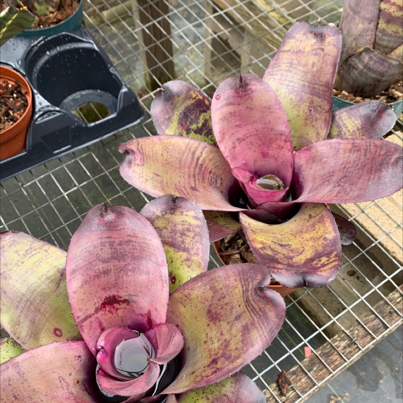 Can Neoregelia Ninja x Shocking Pなど Neoregelia Ninja x Shocking Pink - メルカリ