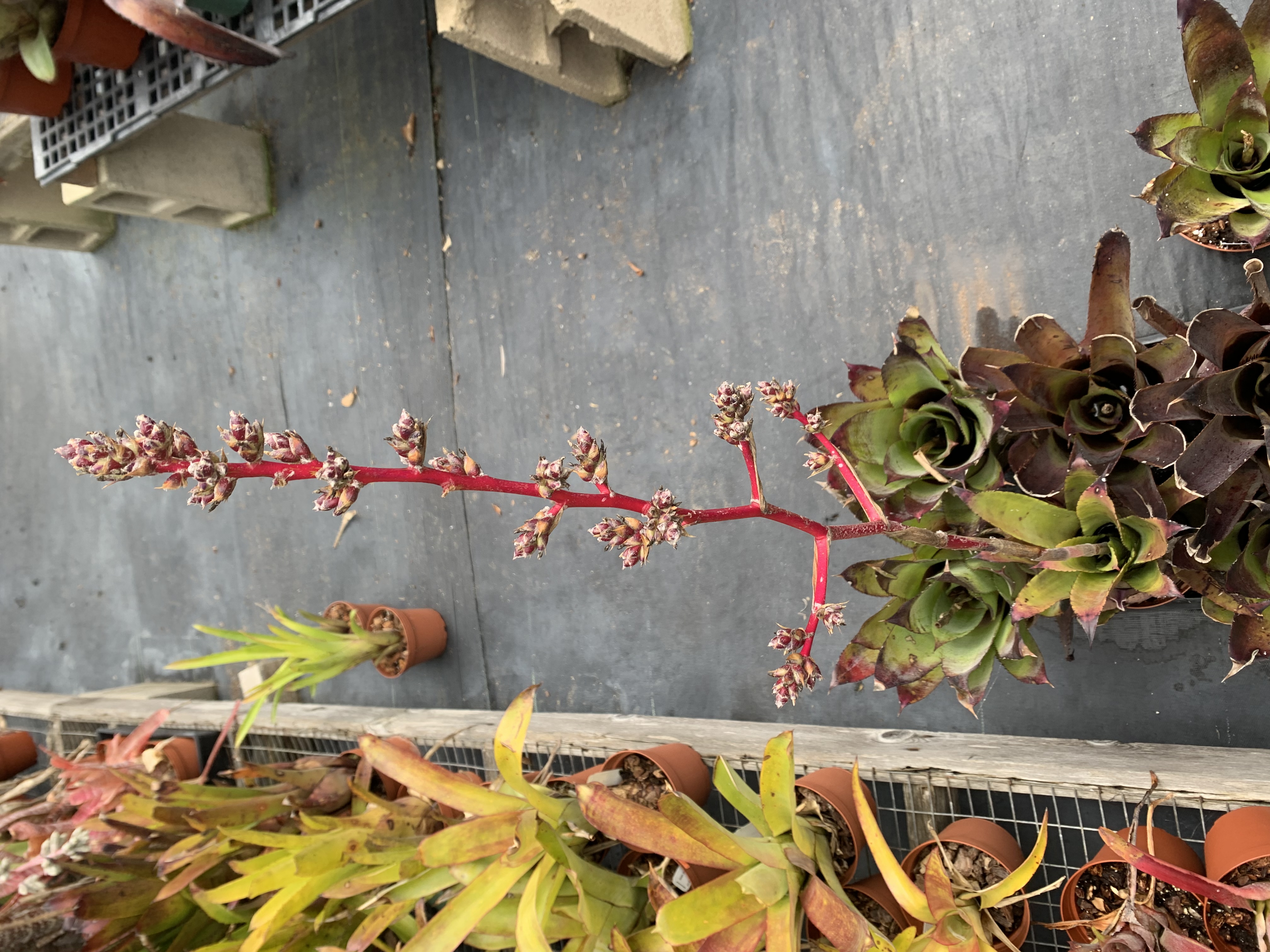 Hohenbergia vestita × sp. 357 H215 Hohenbergia species (sp. 357) - Bird Rock Tropicals