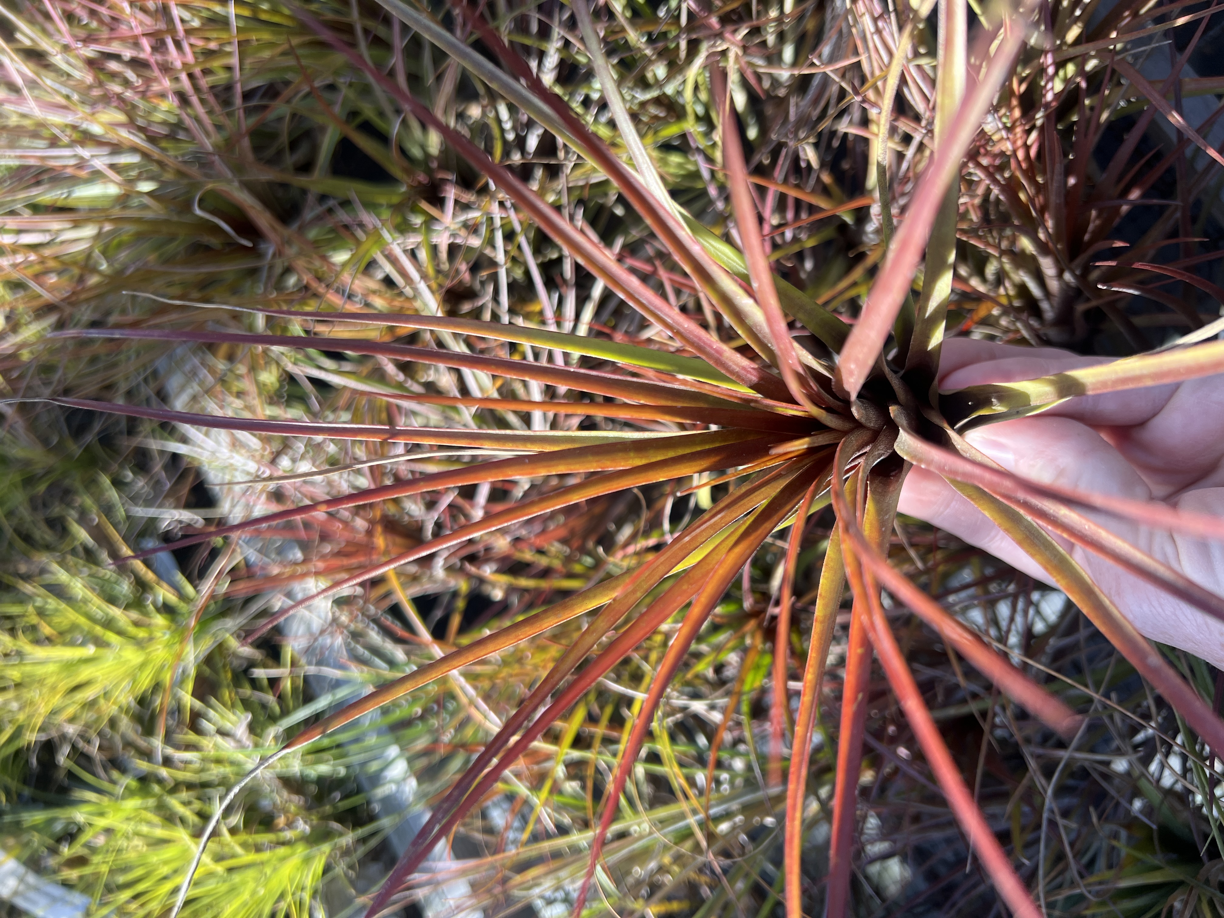 同梱割Tillandsia ' Flake' T'S TROPICALS Tillandsia copalaensis - Bird Rock Tropicals
