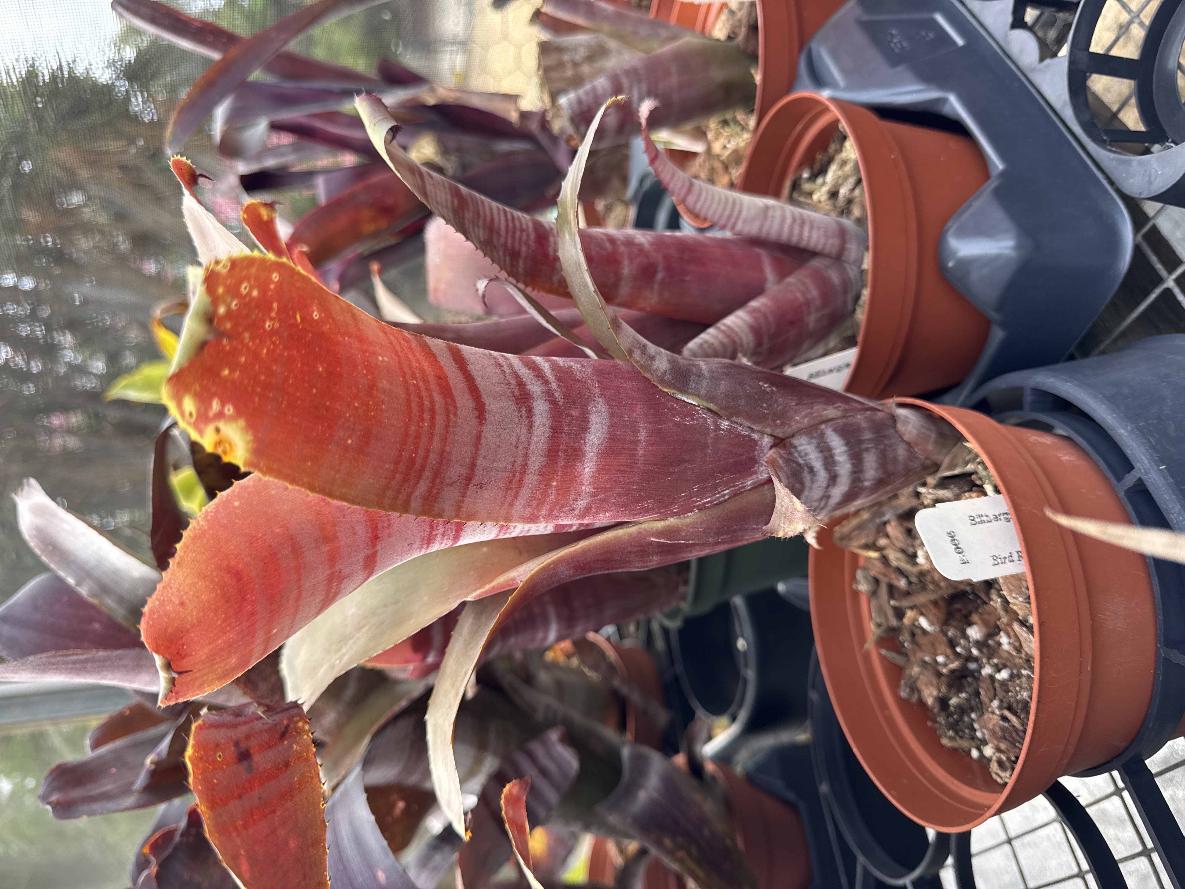 83597 　Billbergia Muriel Wなど4点 B21B4150-45AB-40AA-A63B-