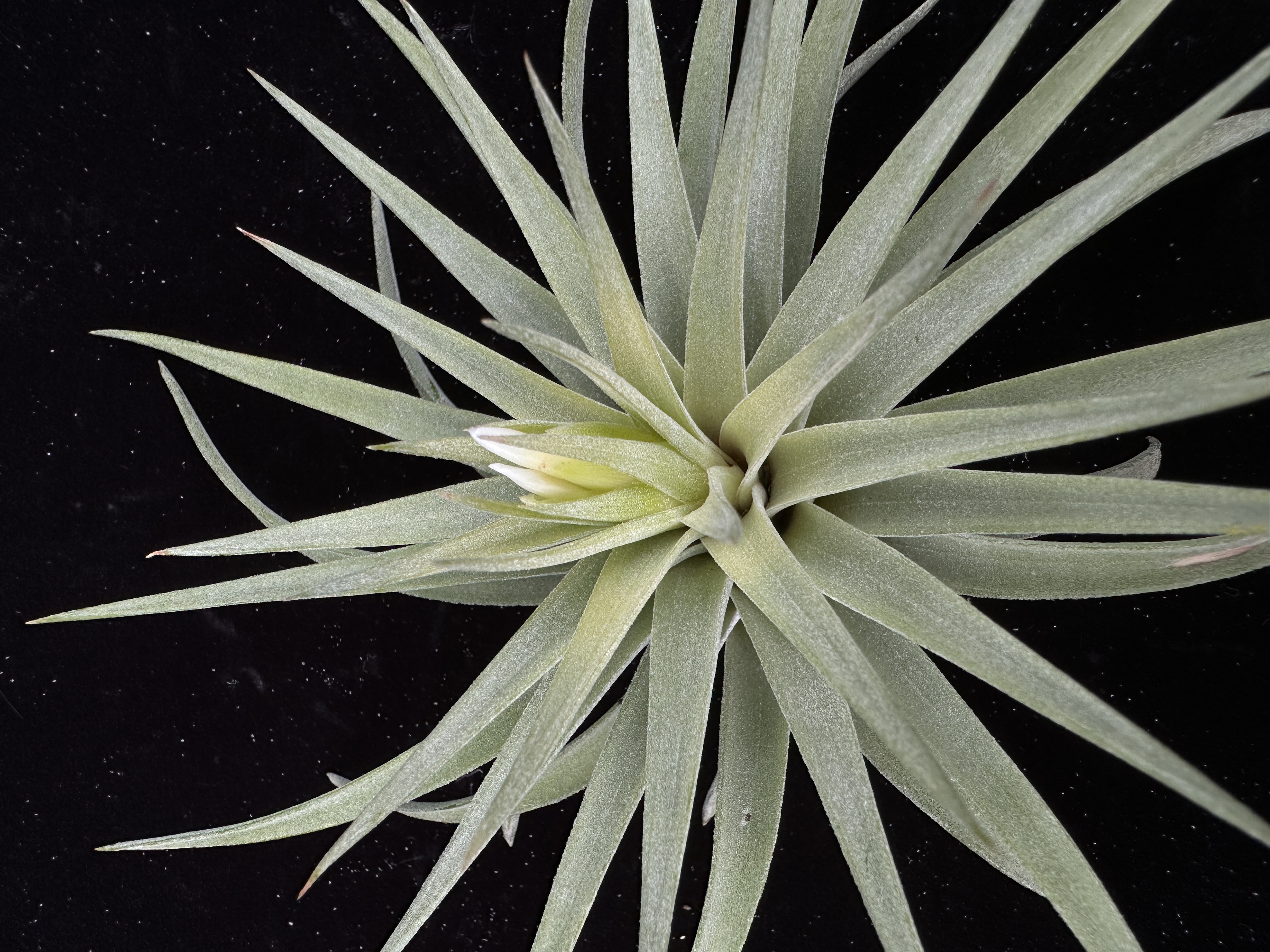 IMG_4805__25582.1692657915.JPG?c=2