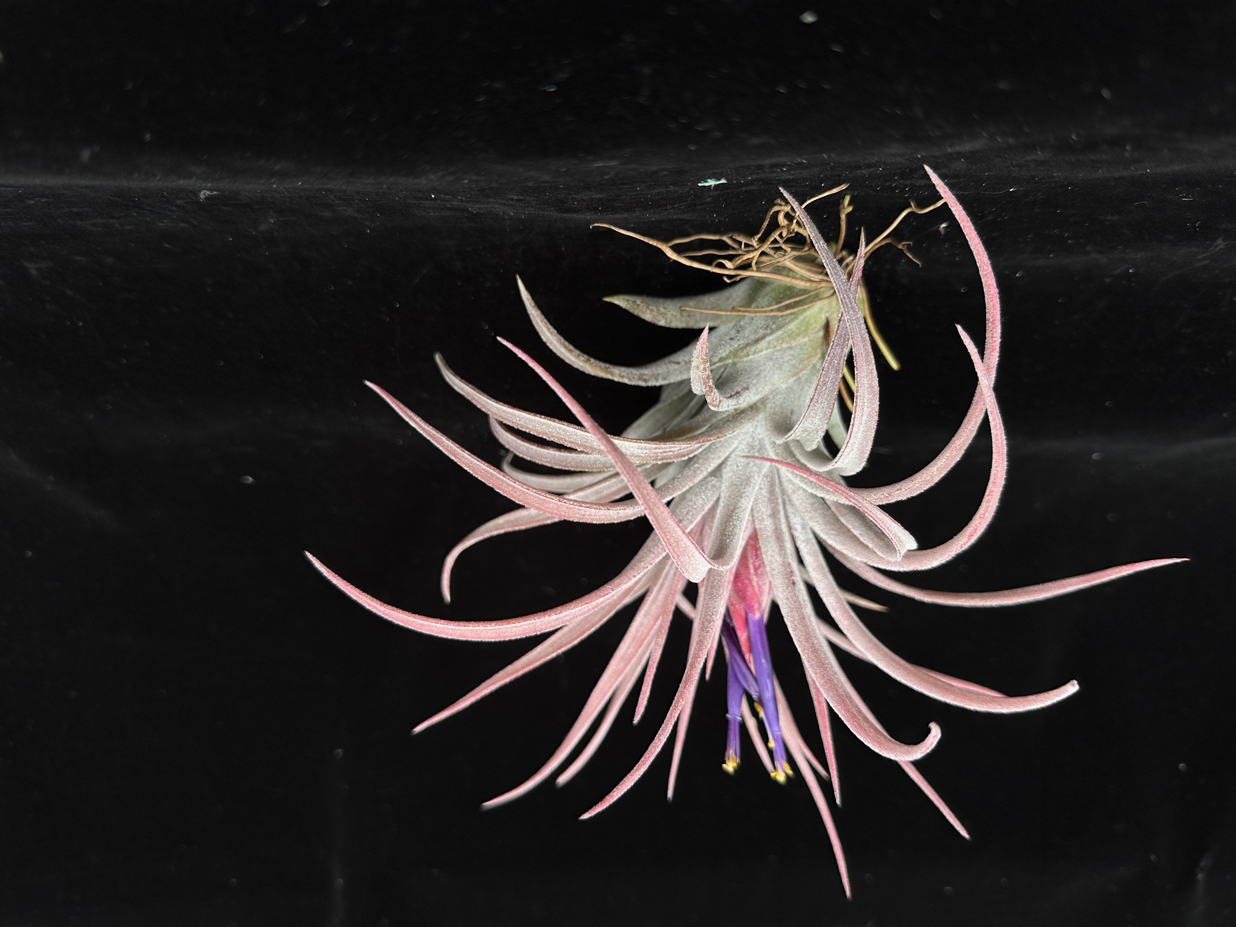 Tillandsia Screwball (T.chiapensis X velutina) - Bird Rock Tropicals