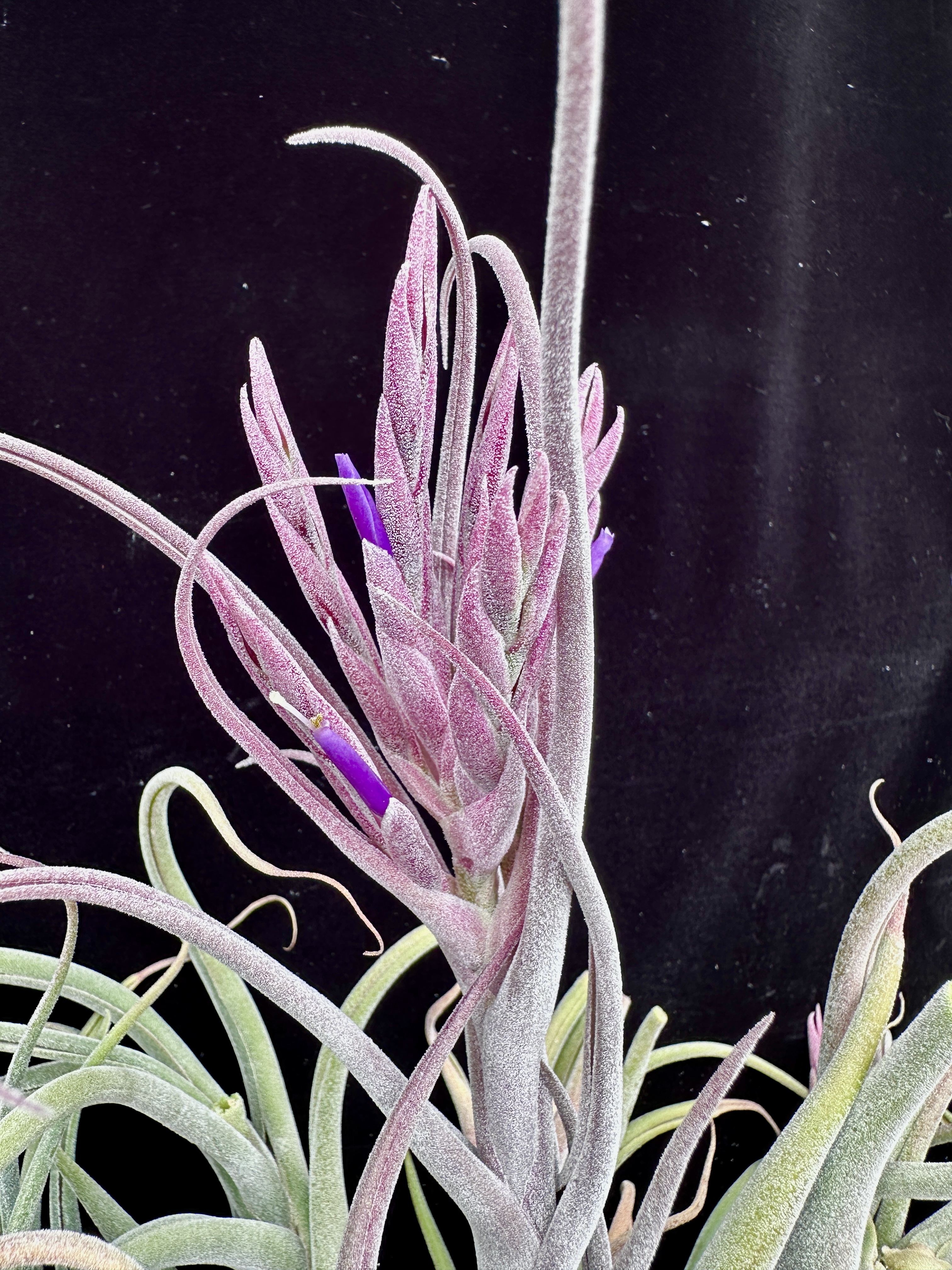 ehlersiana x caput-medusae　T'S TROPICALS IMG_4521__30128.1720757239.jpg?c=2