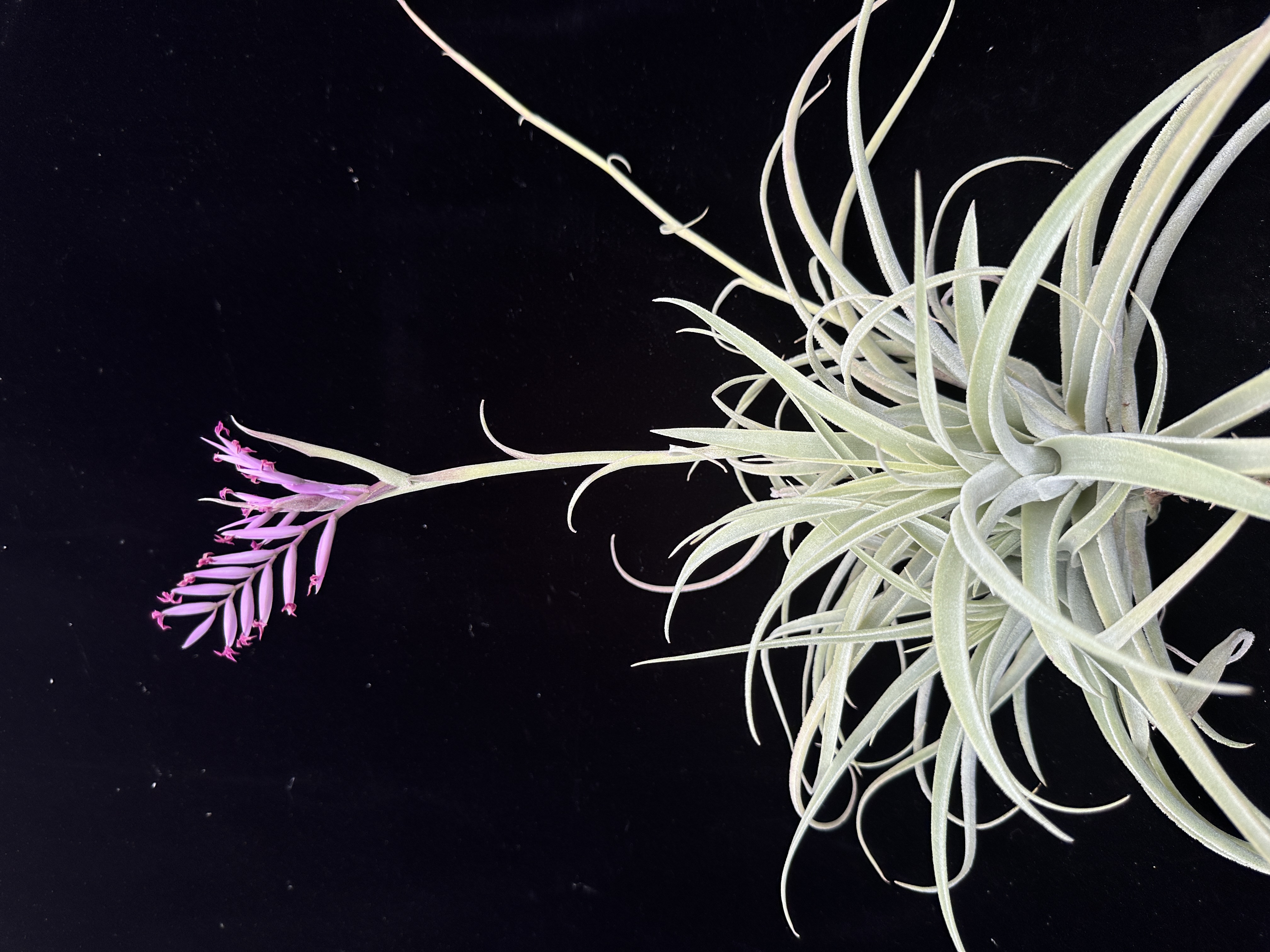 Tillandsia Min Min Lights (T. purpurea X cacticola) - Bird Rock